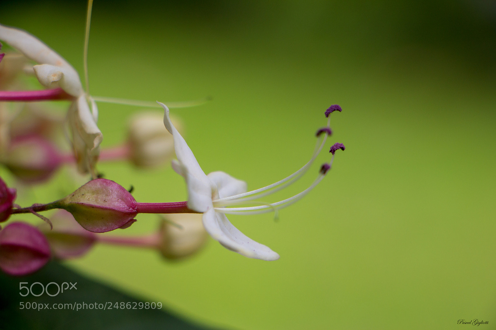 Canon EOS 700D (EOS Rebel T5i / EOS Kiss X7i) sample photo. Clerodendrum trichotomum photography