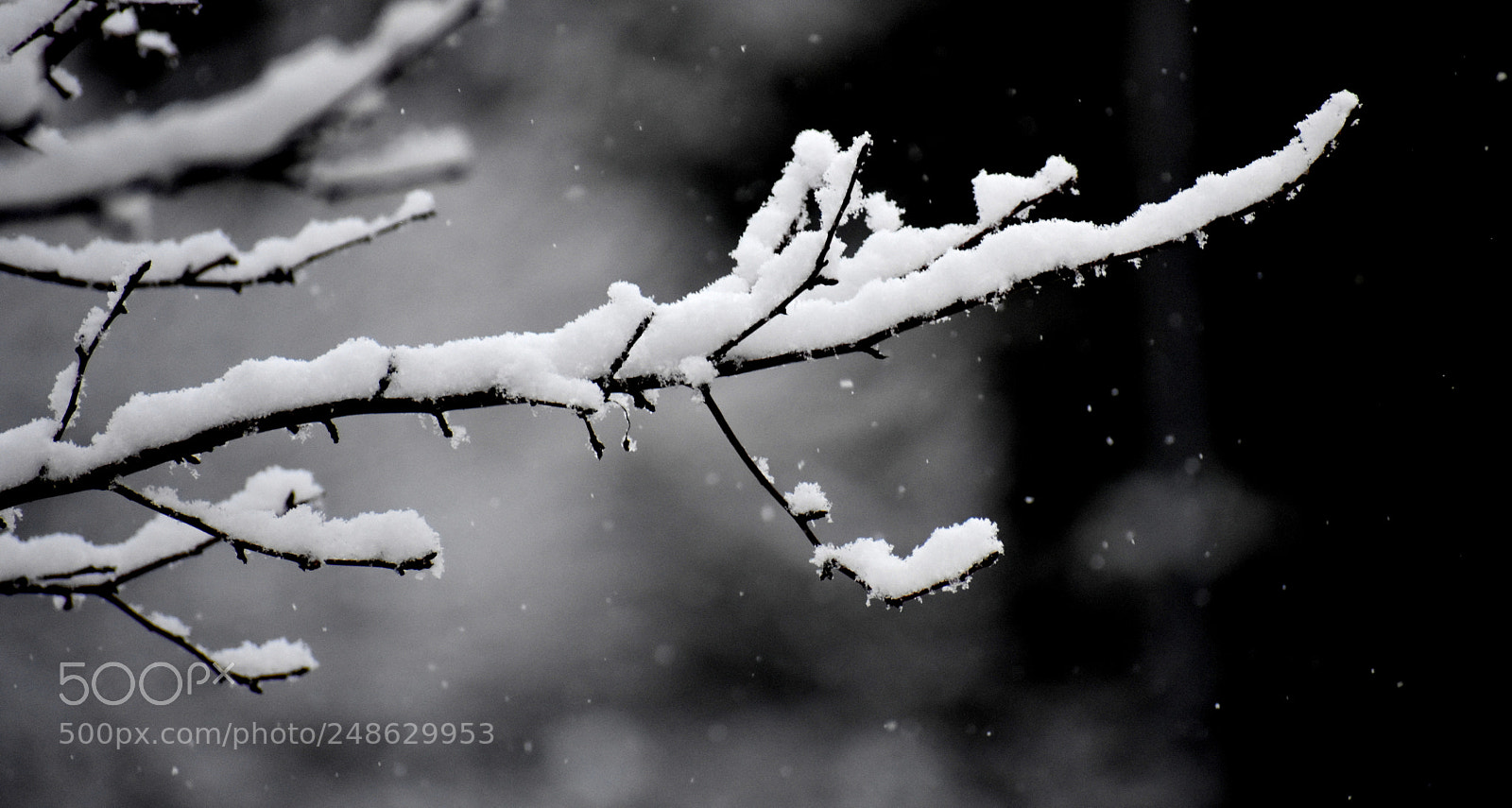 Nikon D3400 sample photo. Snow on a branch photography
