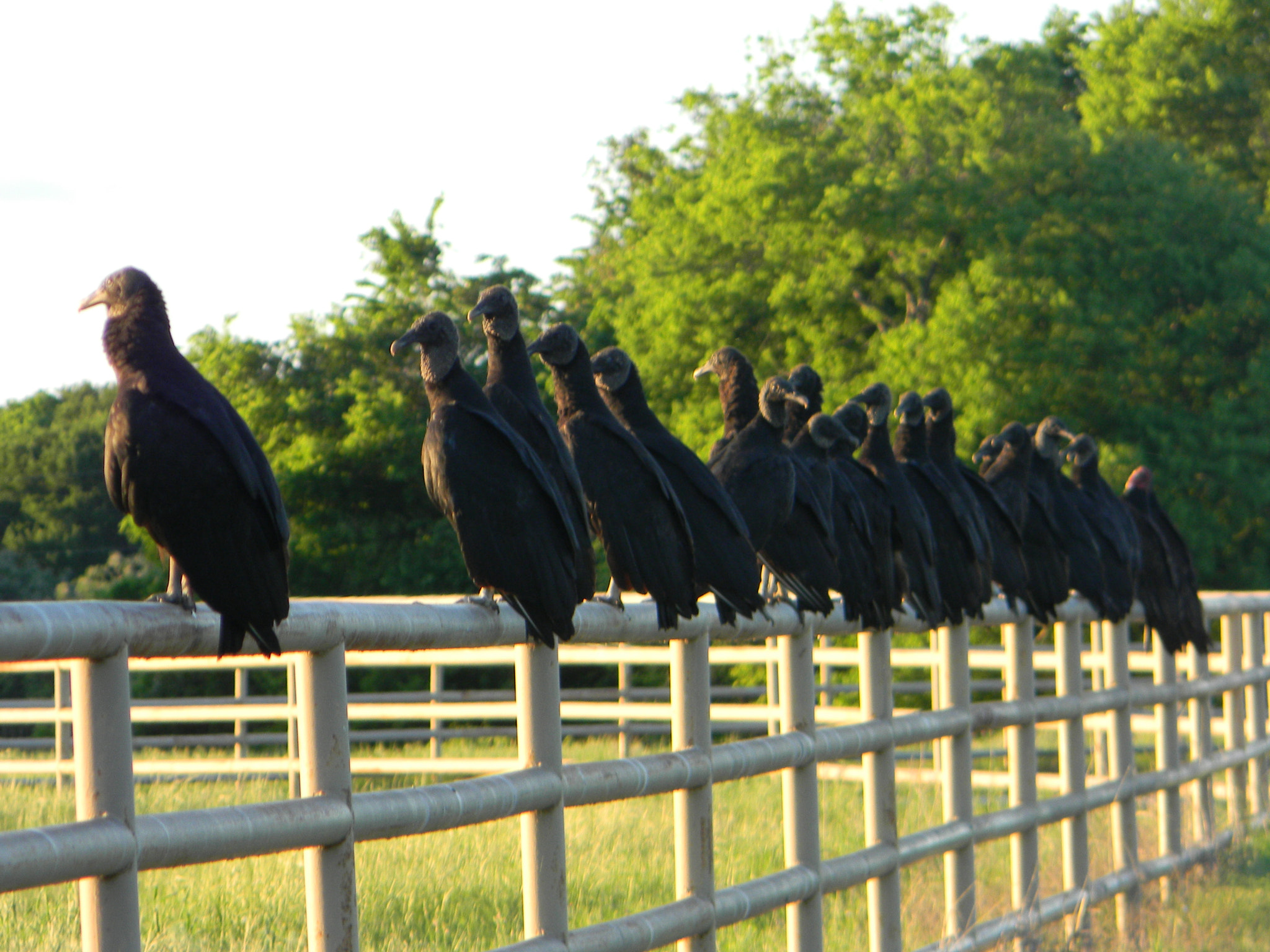 Nikon COOLPIX L105 sample photo. Happened upon a community of vultures/buzzards. couldn’t resist the photo. photography