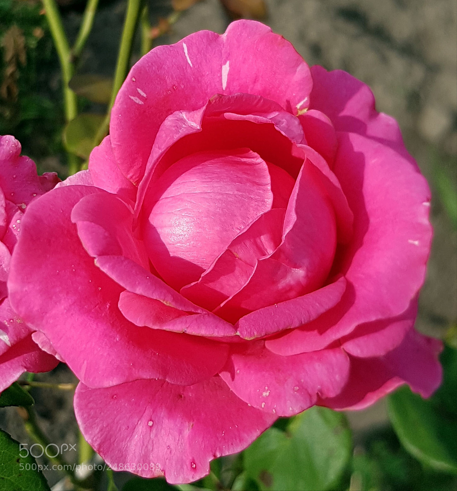 Samsung Galaxy S7 Edge sample photo. Rosa        rose photography