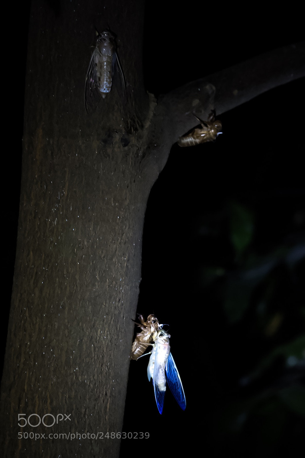 Fujifilm X-T2 sample photo. Cicada photography