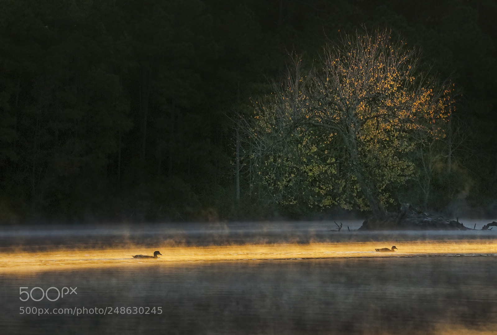 Nikon D90 sample photo. On golden pond photography
