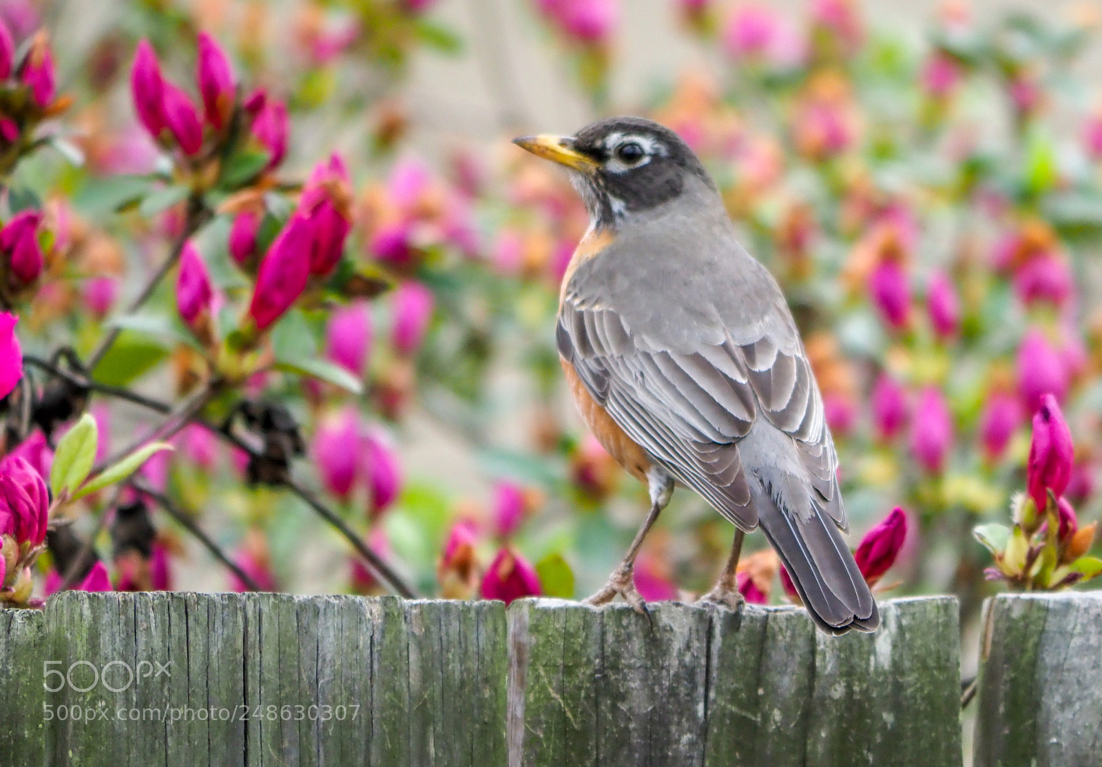 Olympus OM-D E-M1 Mark II sample photo. Mockingbird photography