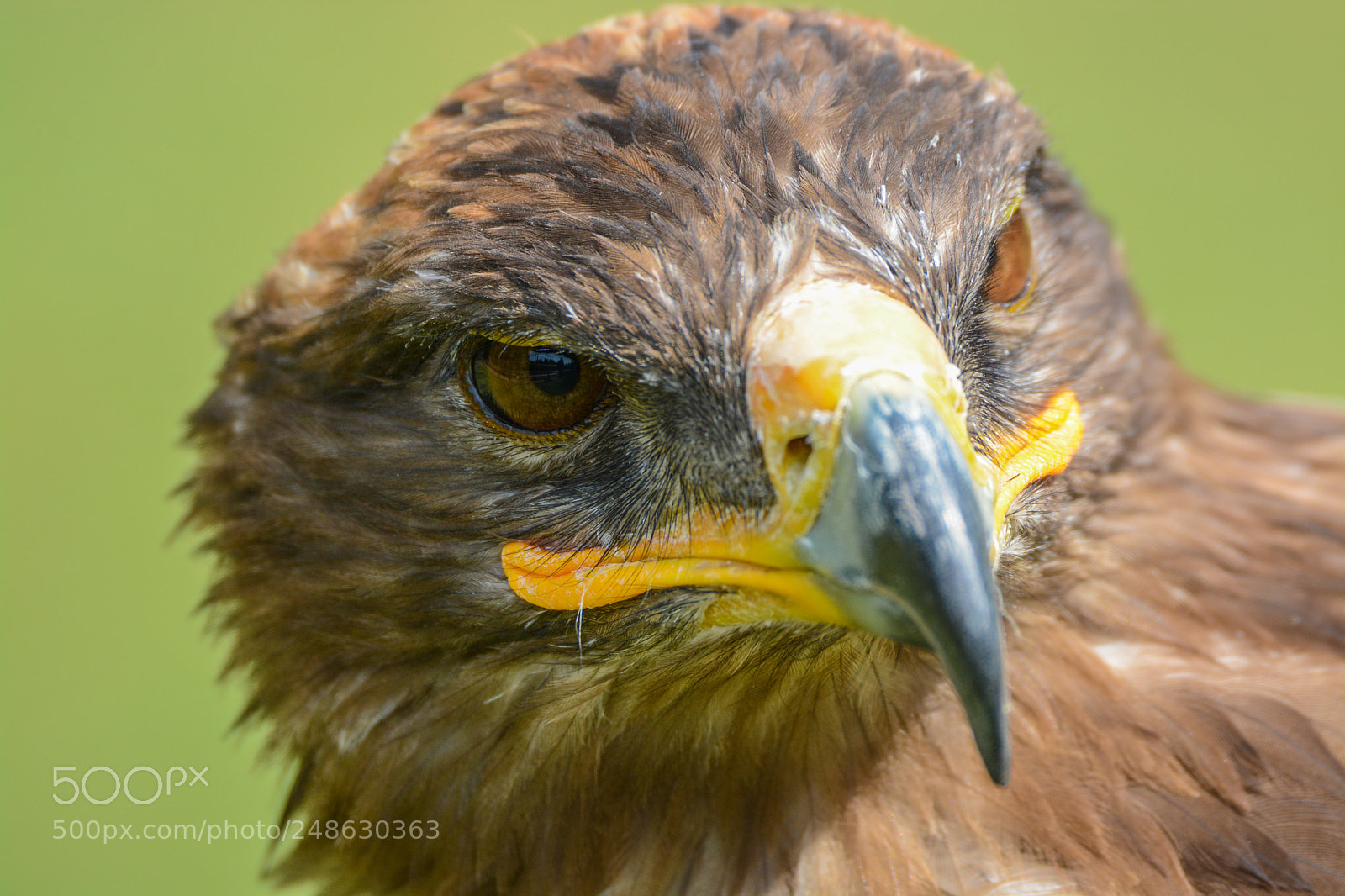 Nikon D7100 sample photo. Eagle photography