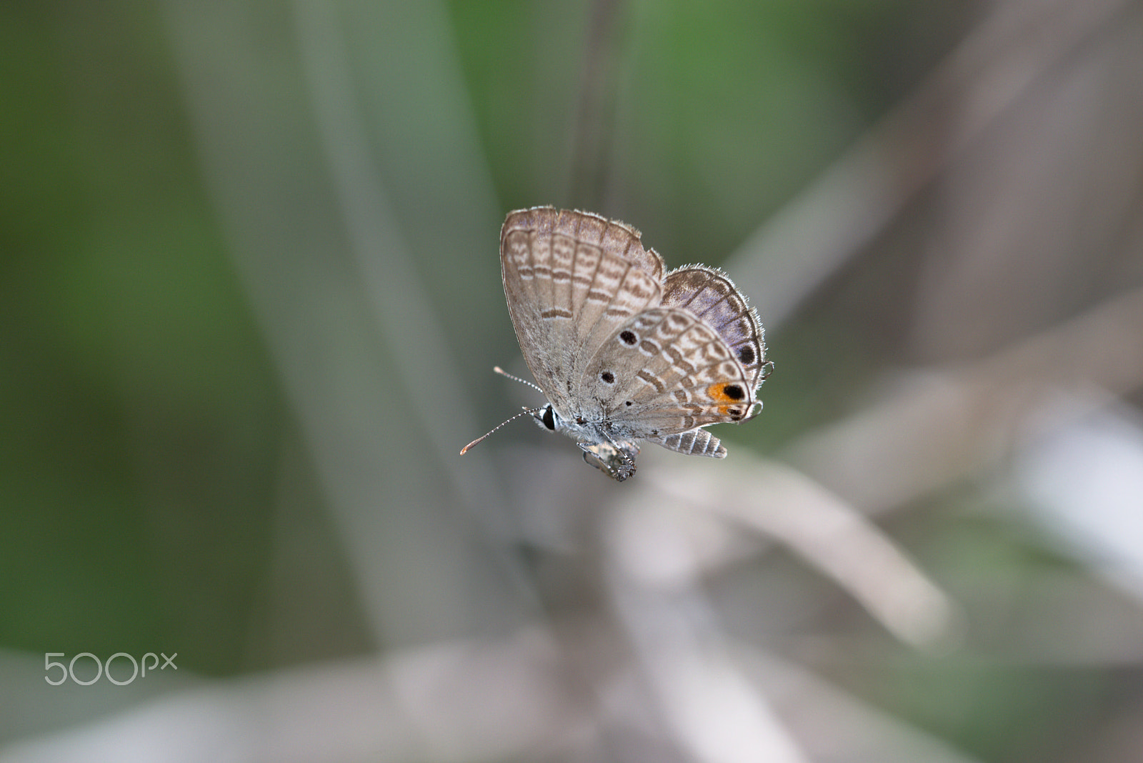 Sigma 105mm F2.8 EX DG OS HSM sample photo. Resting butterfly photography