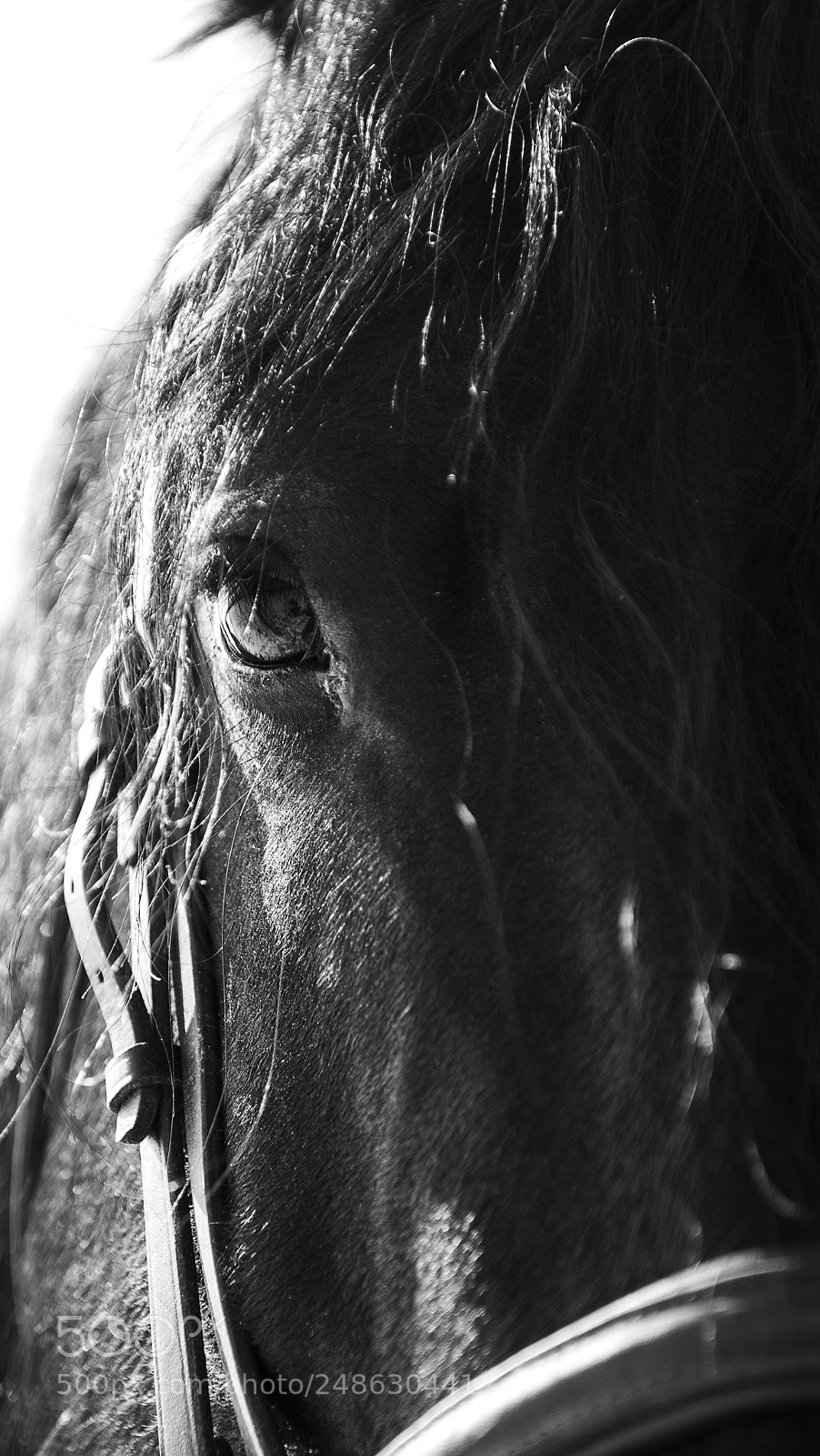 Nikon D5300 sample photo. Eye horse photography