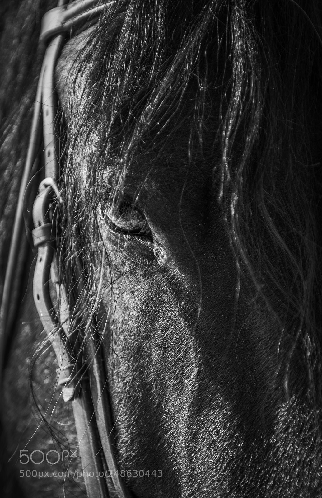 Nikon D5300 sample photo. Horse portrait photography