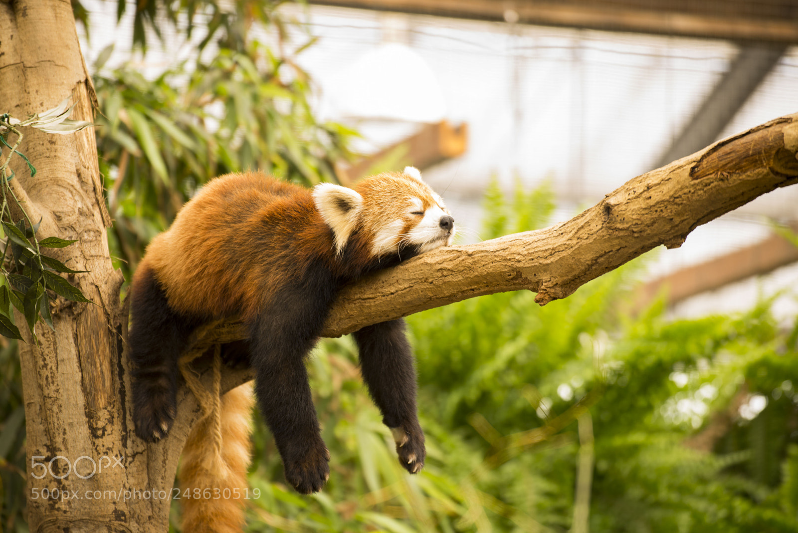 Nikon D600 sample photo. Red panda was melting. photography