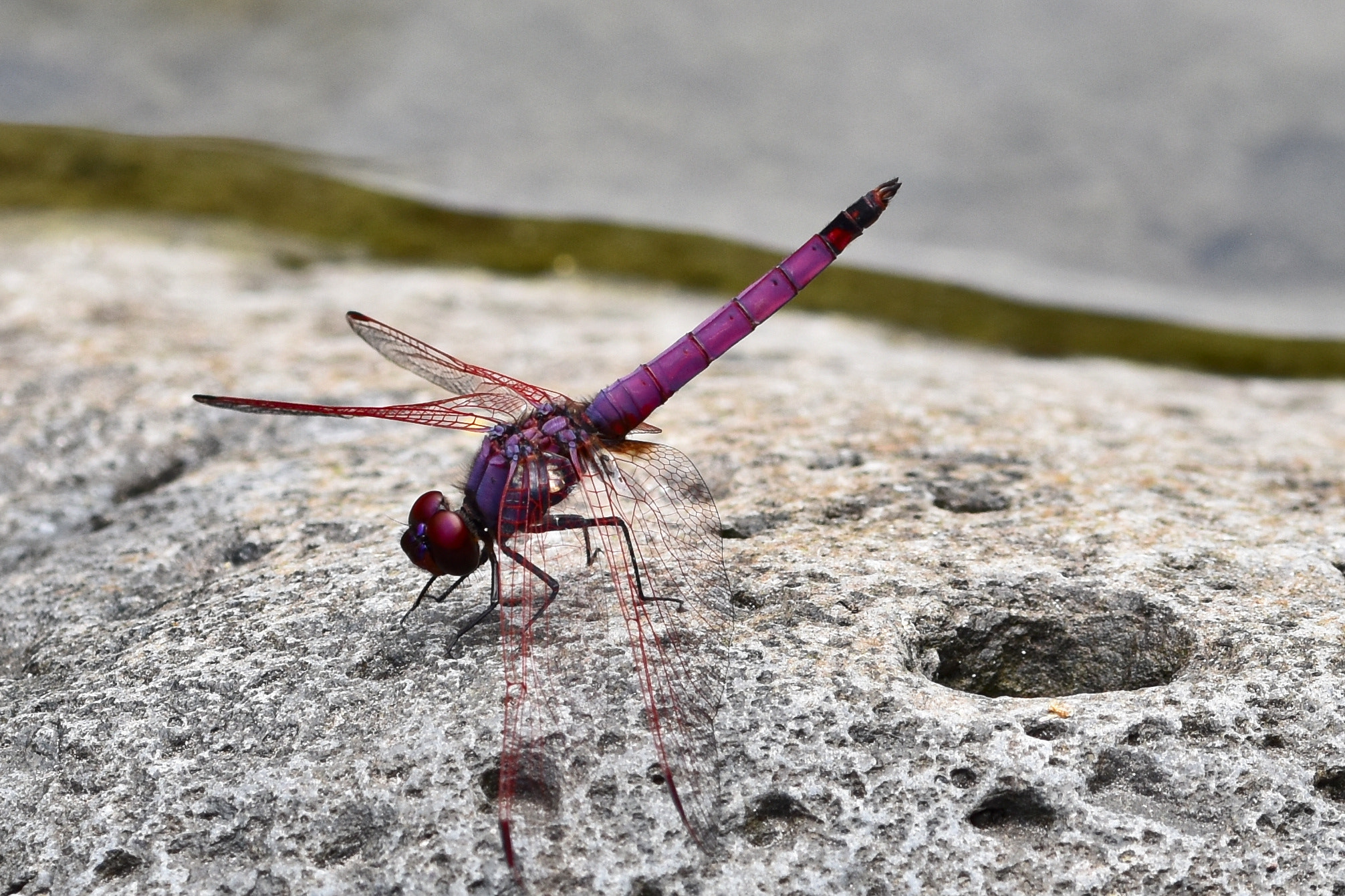 Sigma 105mm F2.8 EX DG OS HSM sample photo. Dragonfly | libellule photography