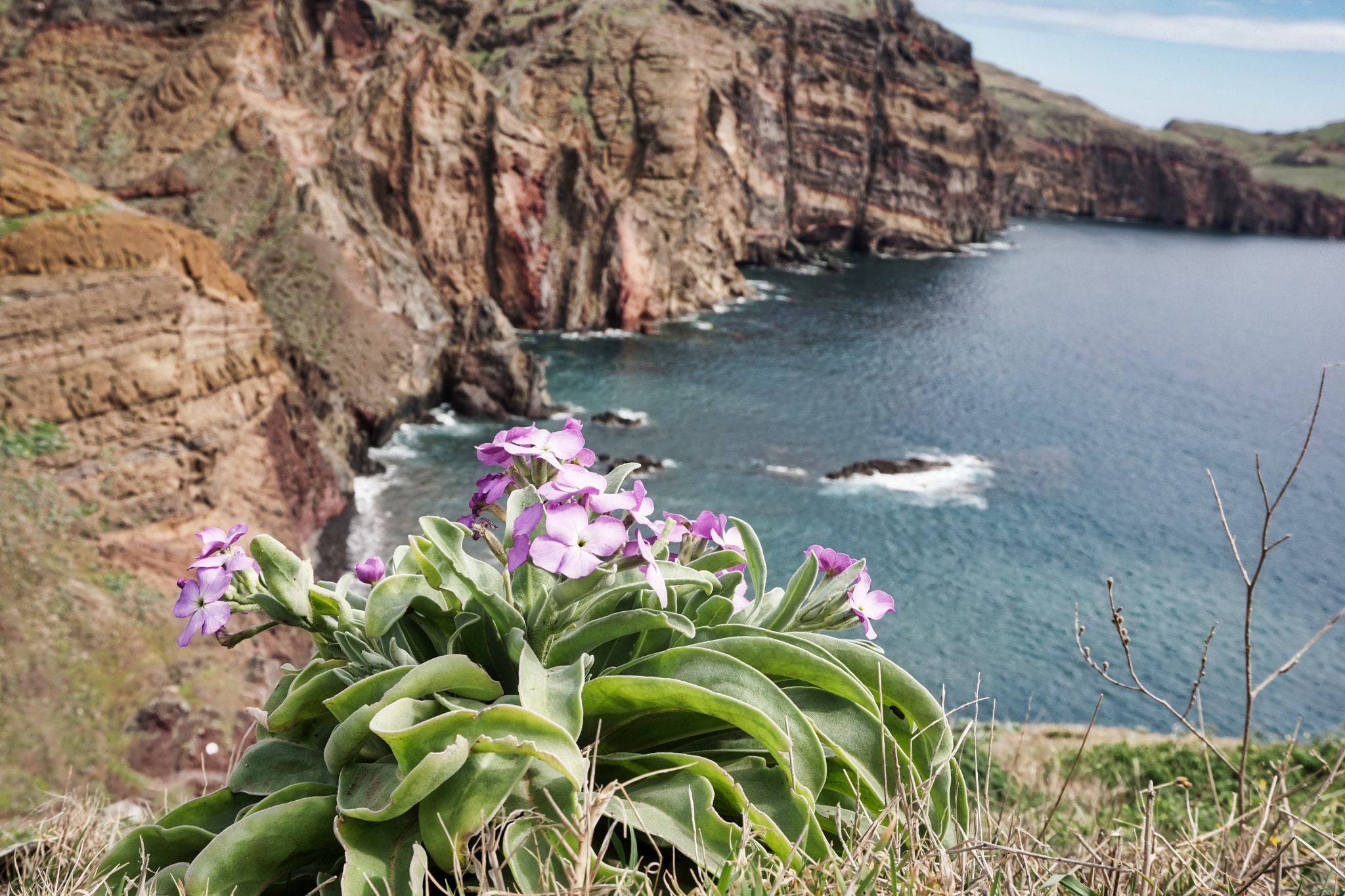 Sony a6000 + Sony E 18-50mm F4-5.6 sample photo. Sao lourenco madeira flowers photography