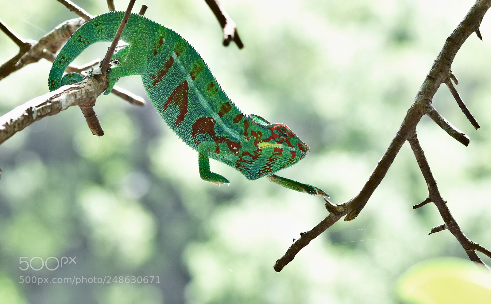 Nikon D5500 sample photo. Reaching the goal photography