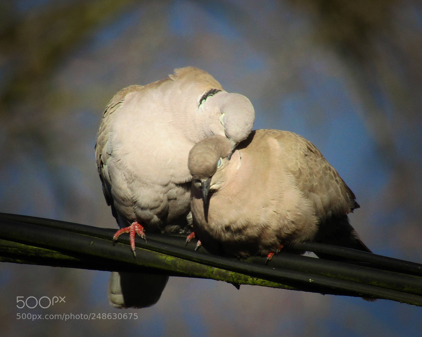 Canon POWERSHOT SX430 IS sample photo. Lovebirds photography