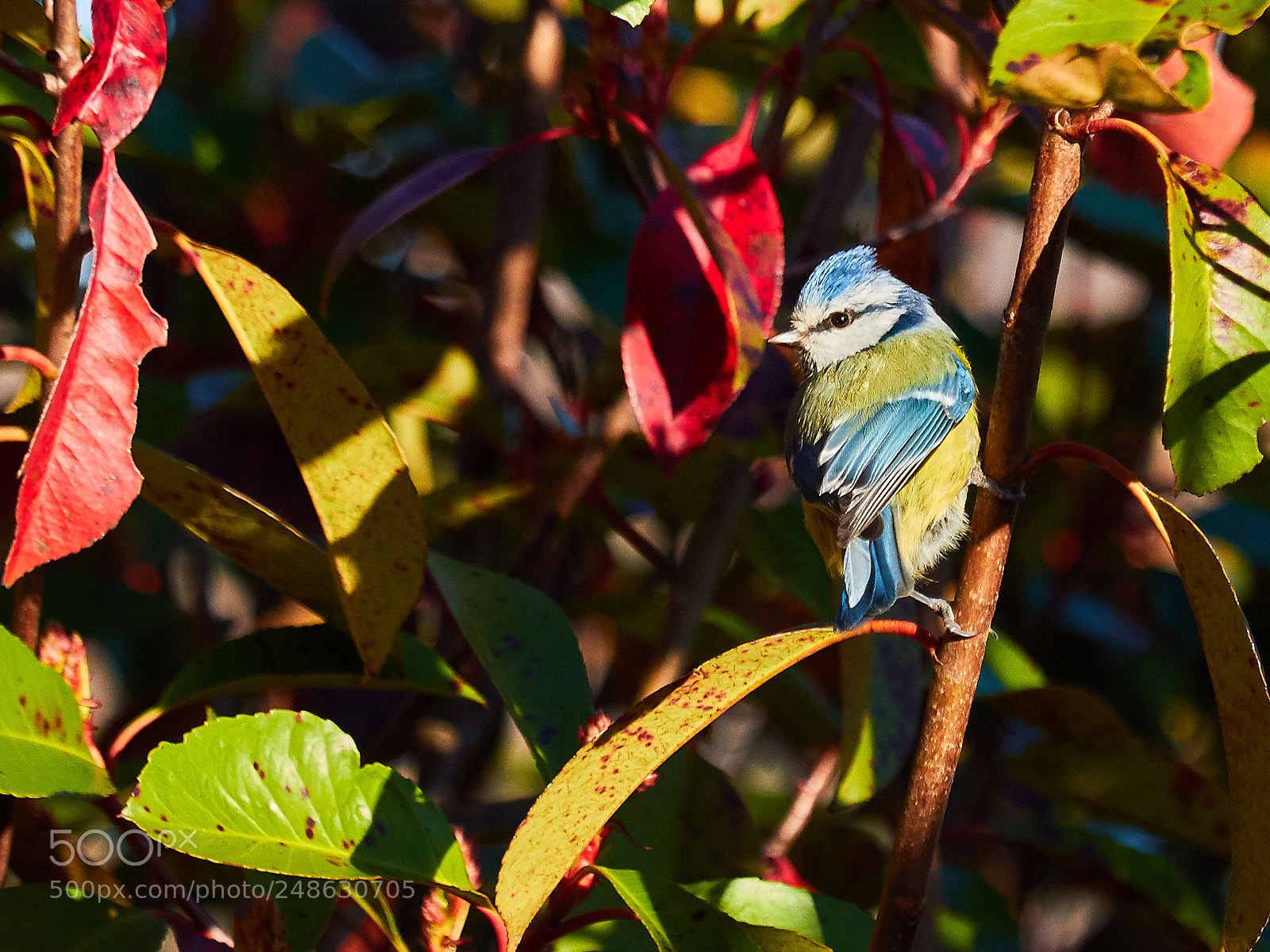 Canon EOS 7D Mark II sample photo. Mésange bleue photography