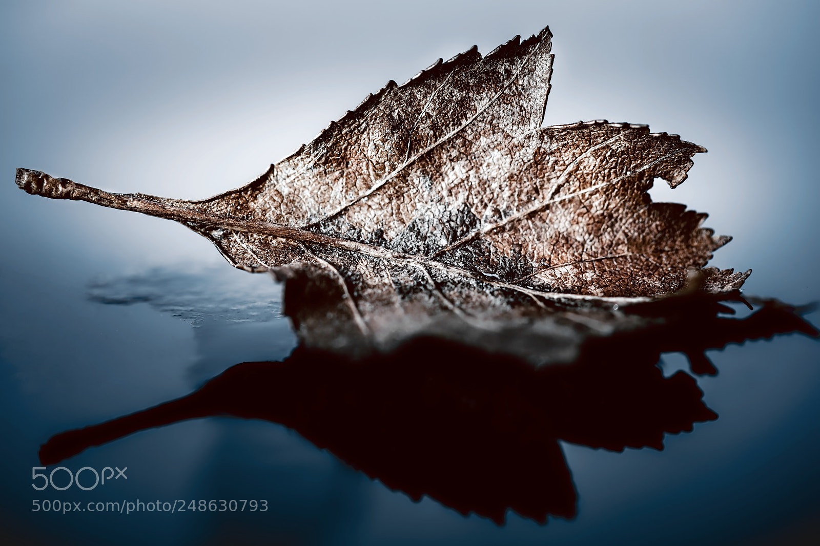 Canon EOS 5DS R sample photo. Winter leaf photography