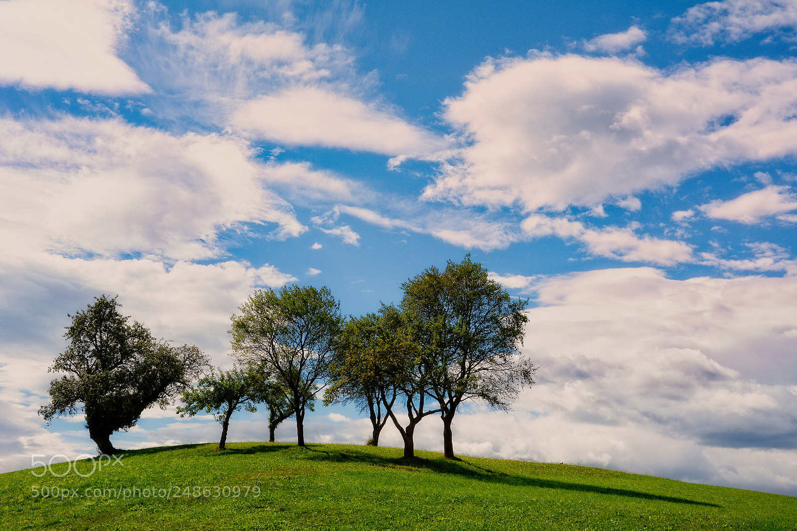 Nikon D7100 sample photo. Trees on the hikll photography