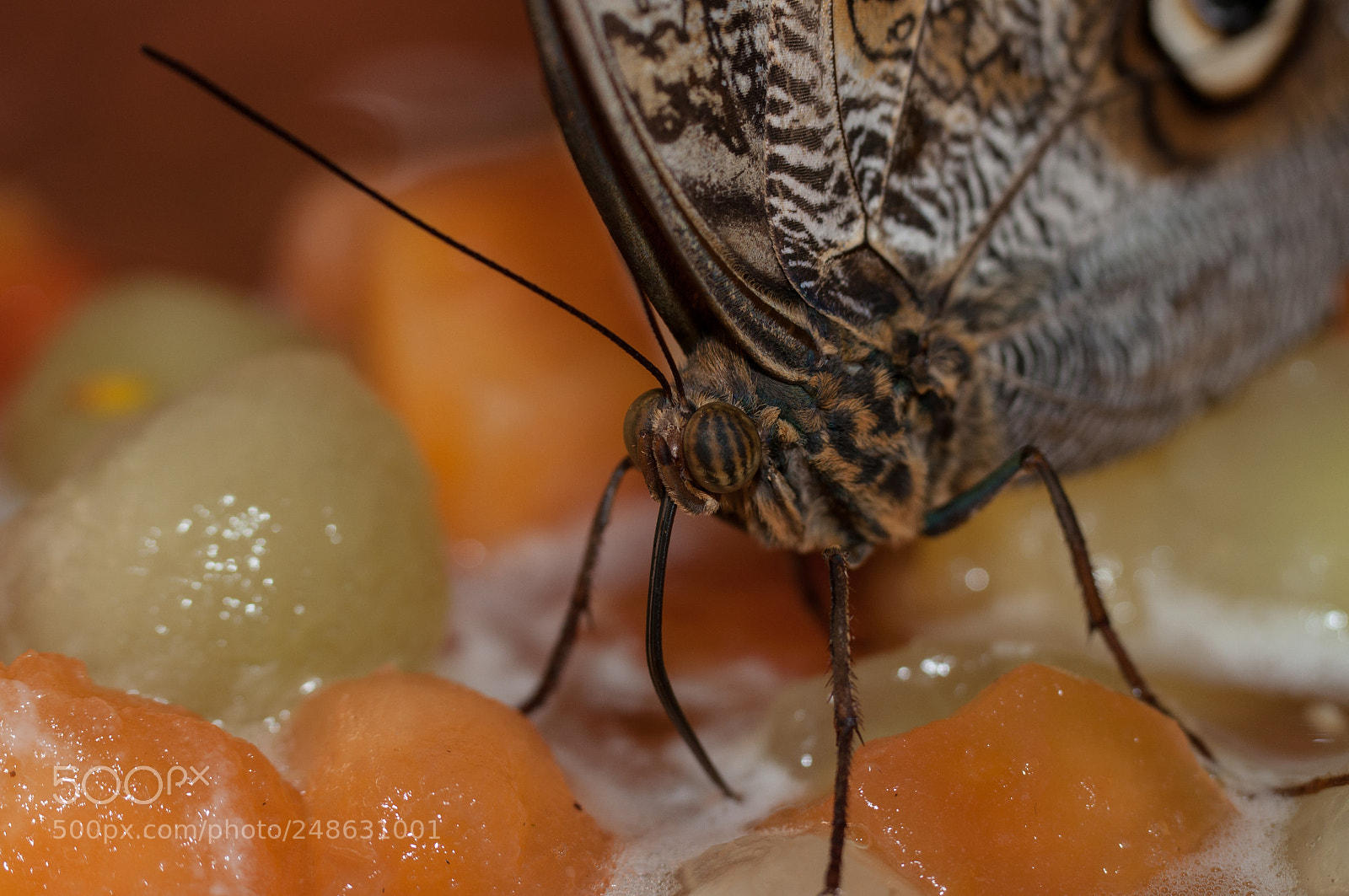 Nikon D90 sample photo. Healthy food photography