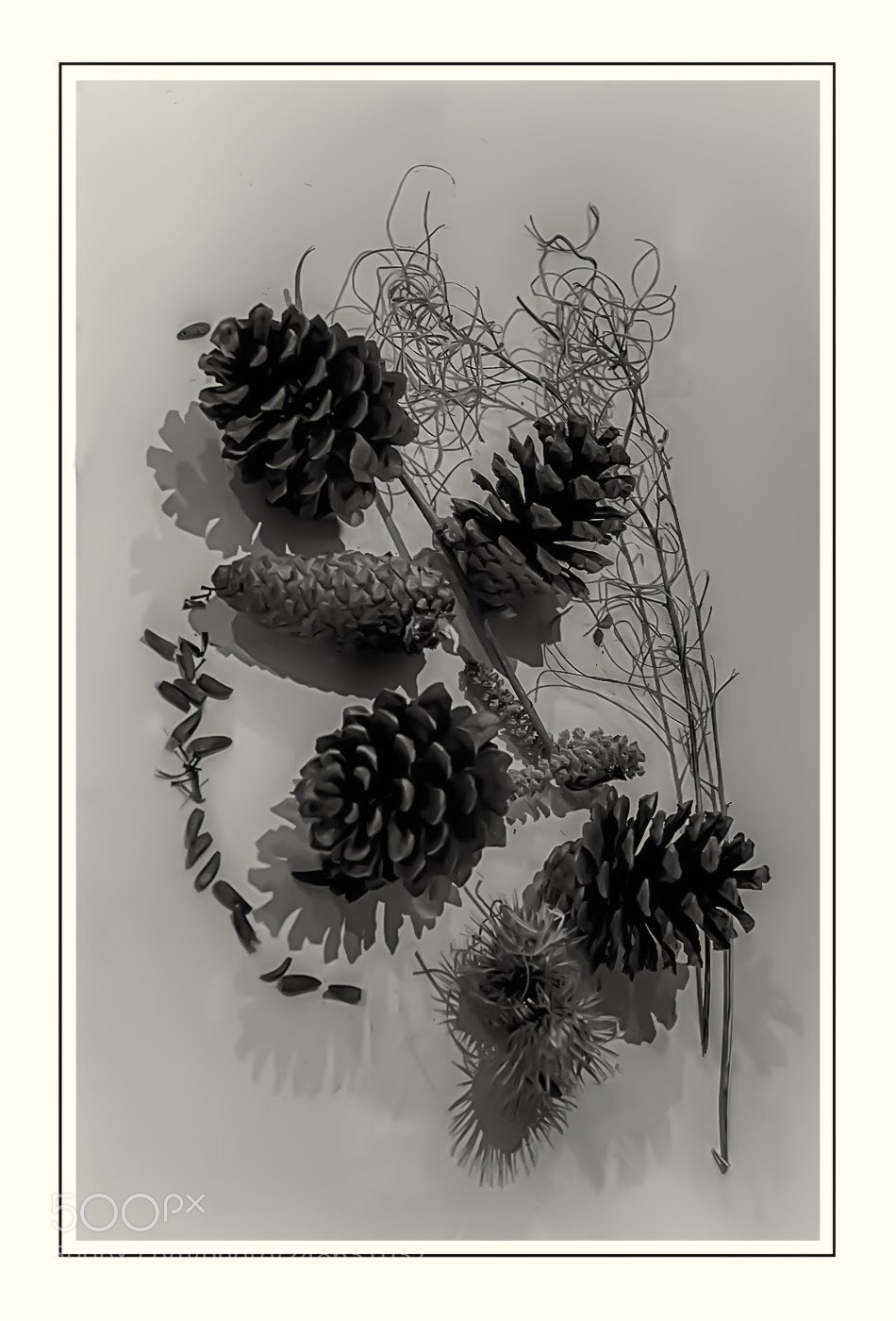 Olympus OM-D E-M5 II sample photo. Pine cones photography