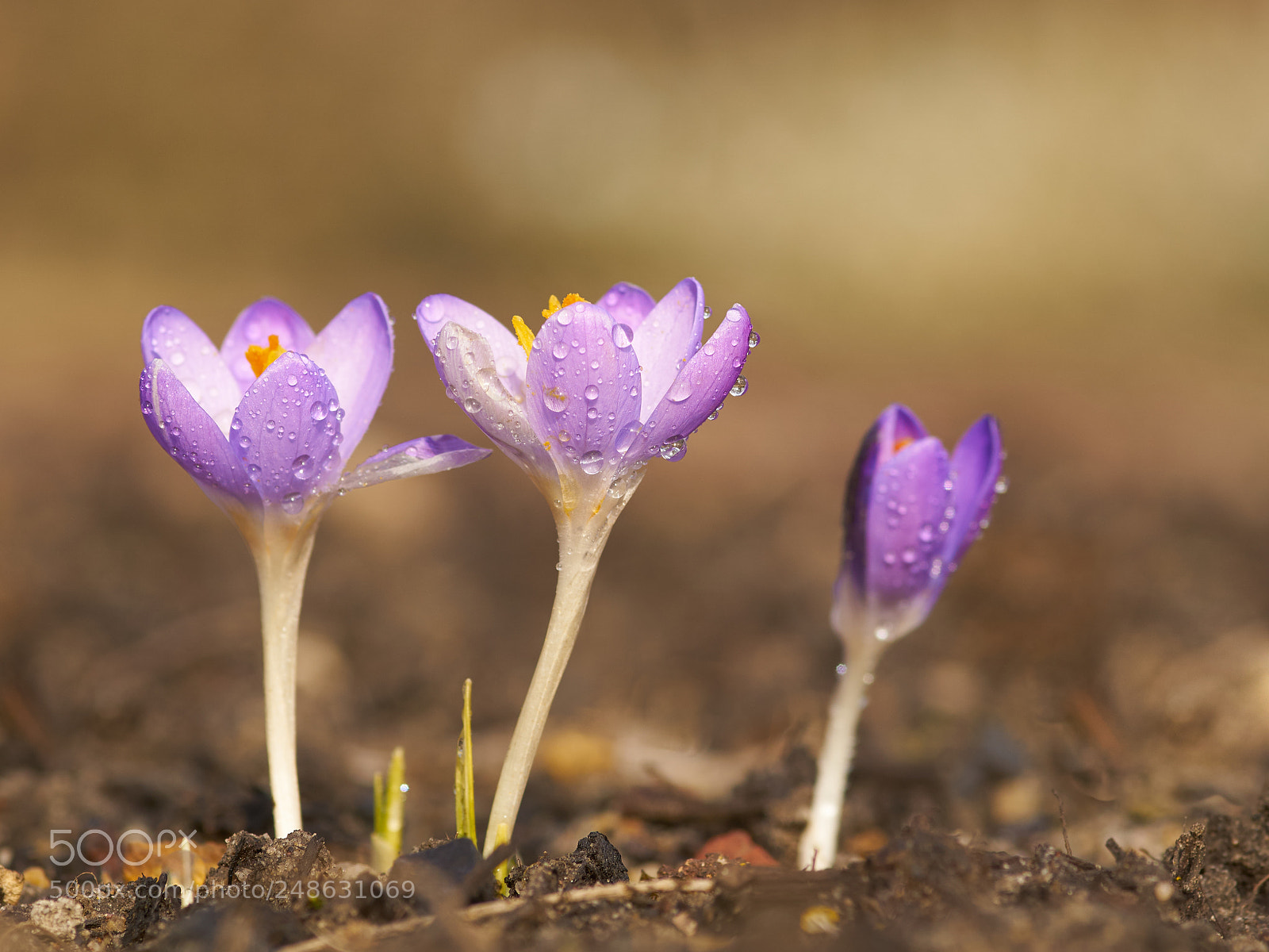 Sony ILCA-77M2 sample photo. 3 krokusse photography