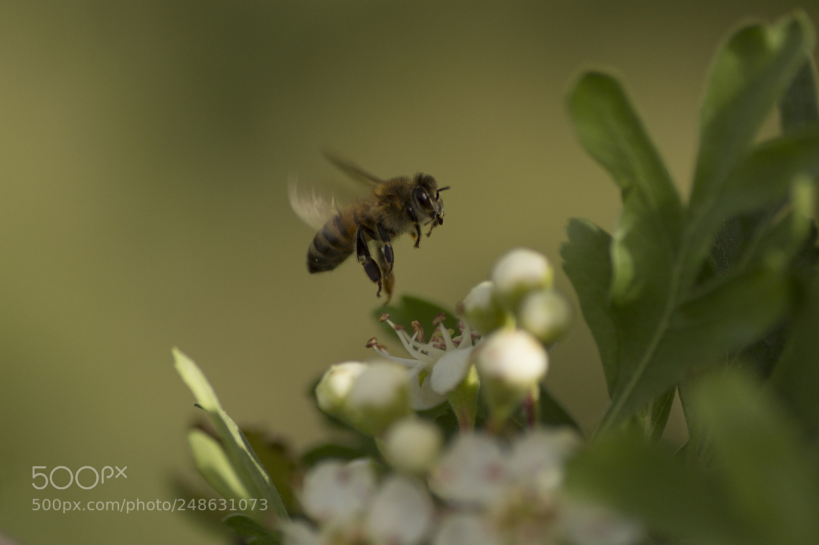 Canon EOS 600D (Rebel EOS T3i / EOS Kiss X5) sample photo. Bee photography