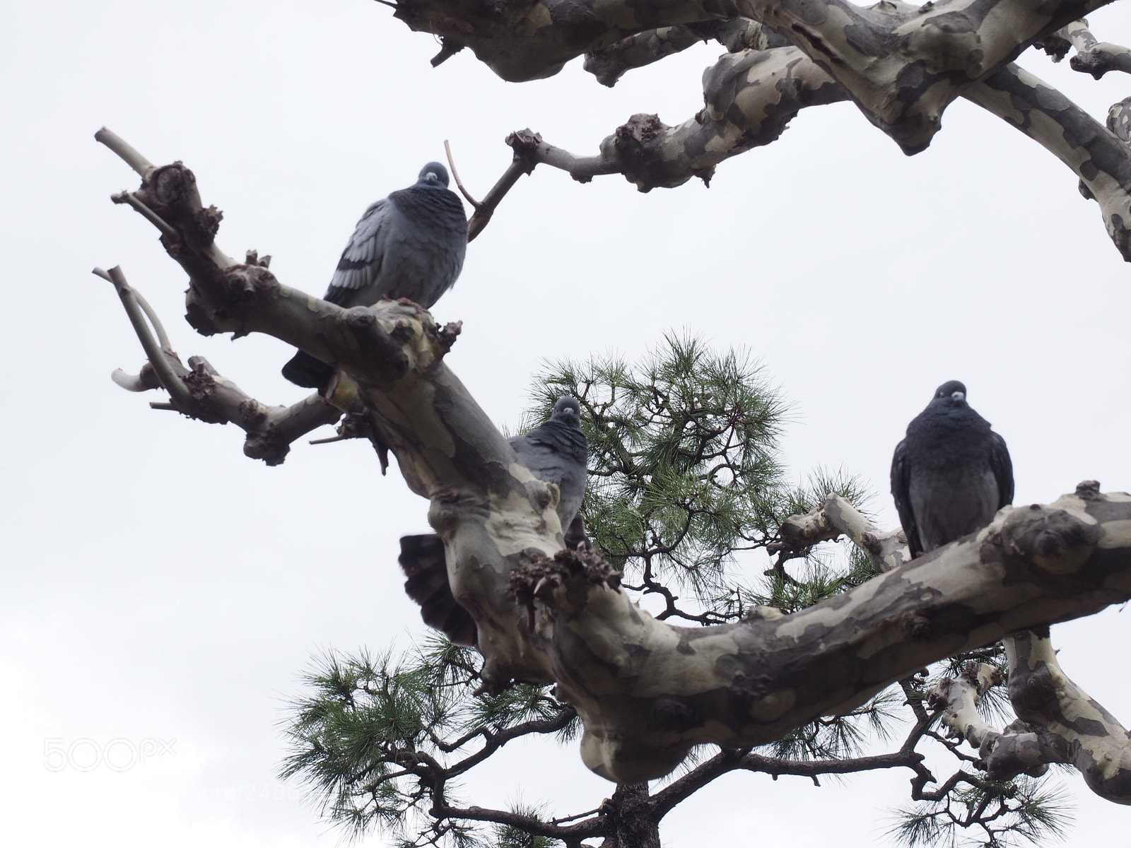 Olympus OM-D E-M1 sample photo. Pigeons photography