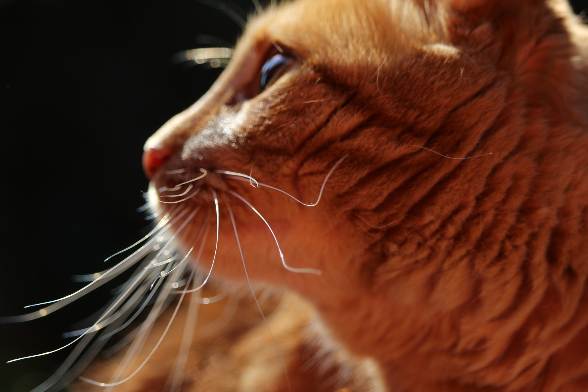 Canon EF-S 55-250mm F4-5.6 IS STM sample photo. Baffi photography