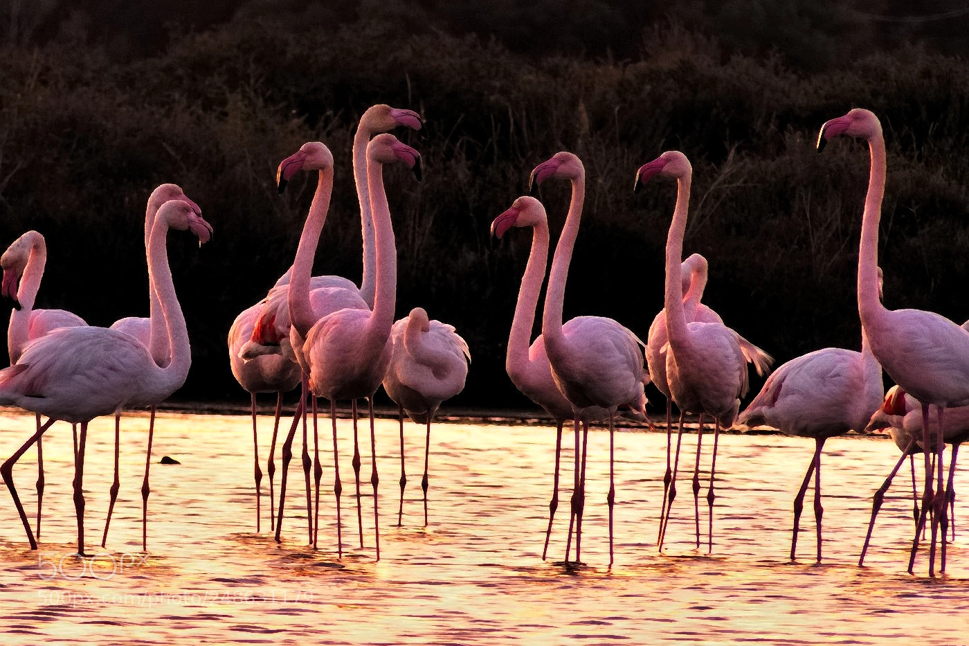 Panasonic Lumix DMC-FZ200 sample photo. Flamants roses photography
