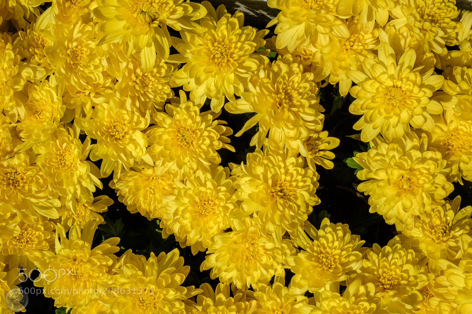 Fujifilm X-E2S sample photo. Yellow flowers photography