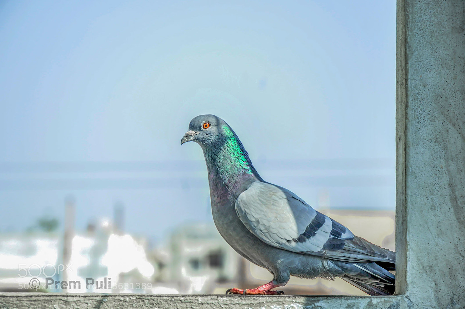 Nikon D90 sample photo. Pigeon photography