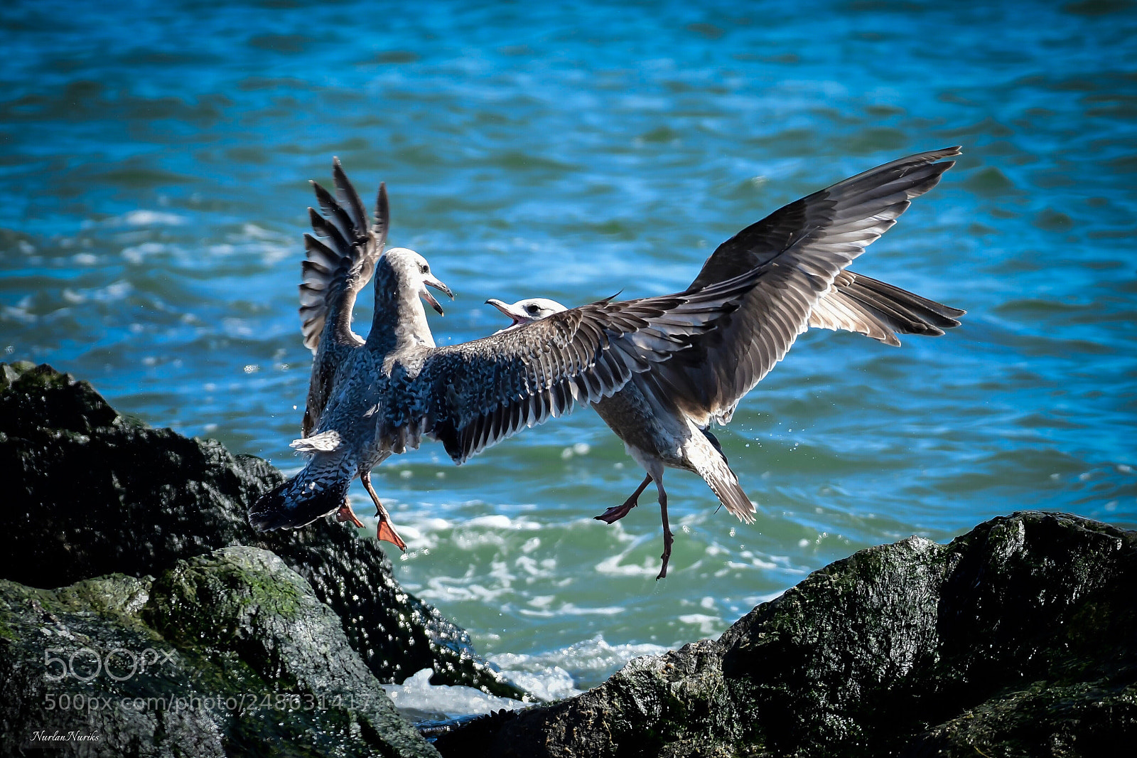 Nikon D500 sample photo. Two seagulls / 2 photography