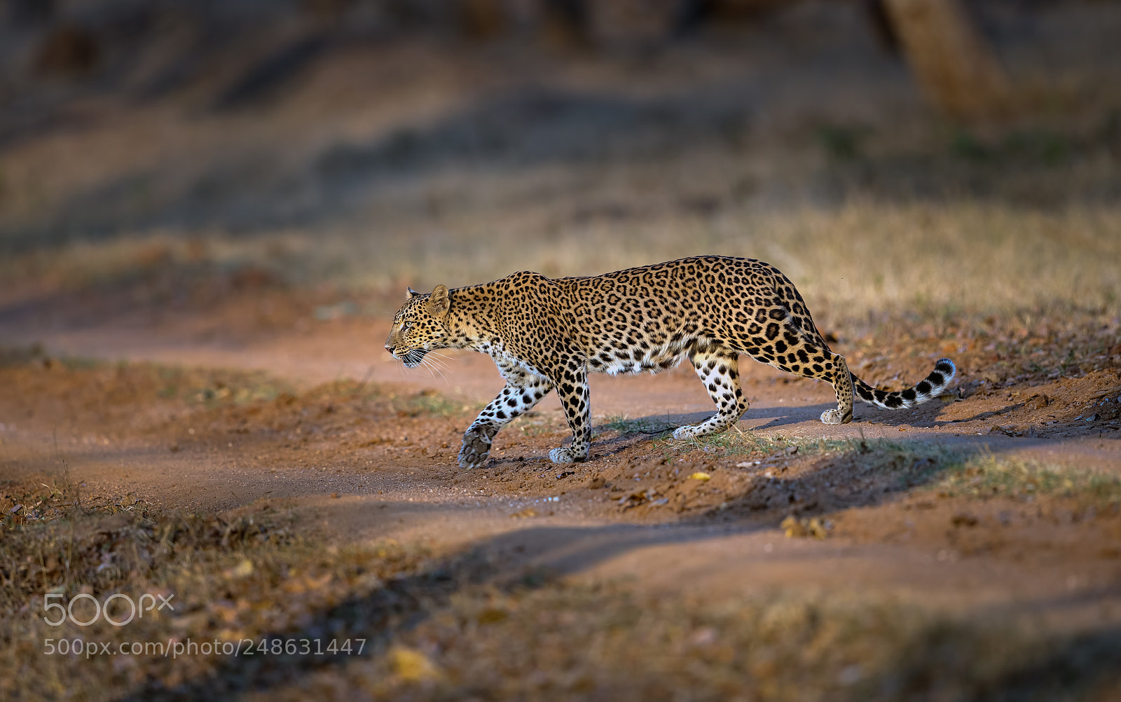 Canon EOS-1D X Mark II sample photo. Leopard, nagarahole national park photography