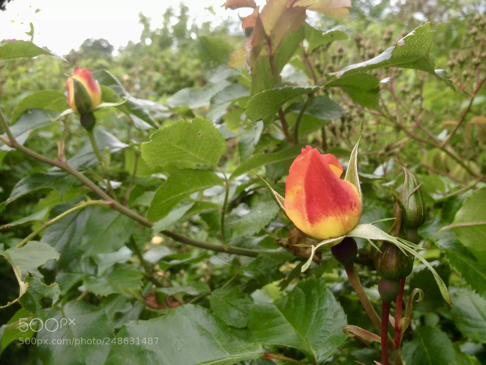 Apple iPhone 4S sample photo. Untitled photography