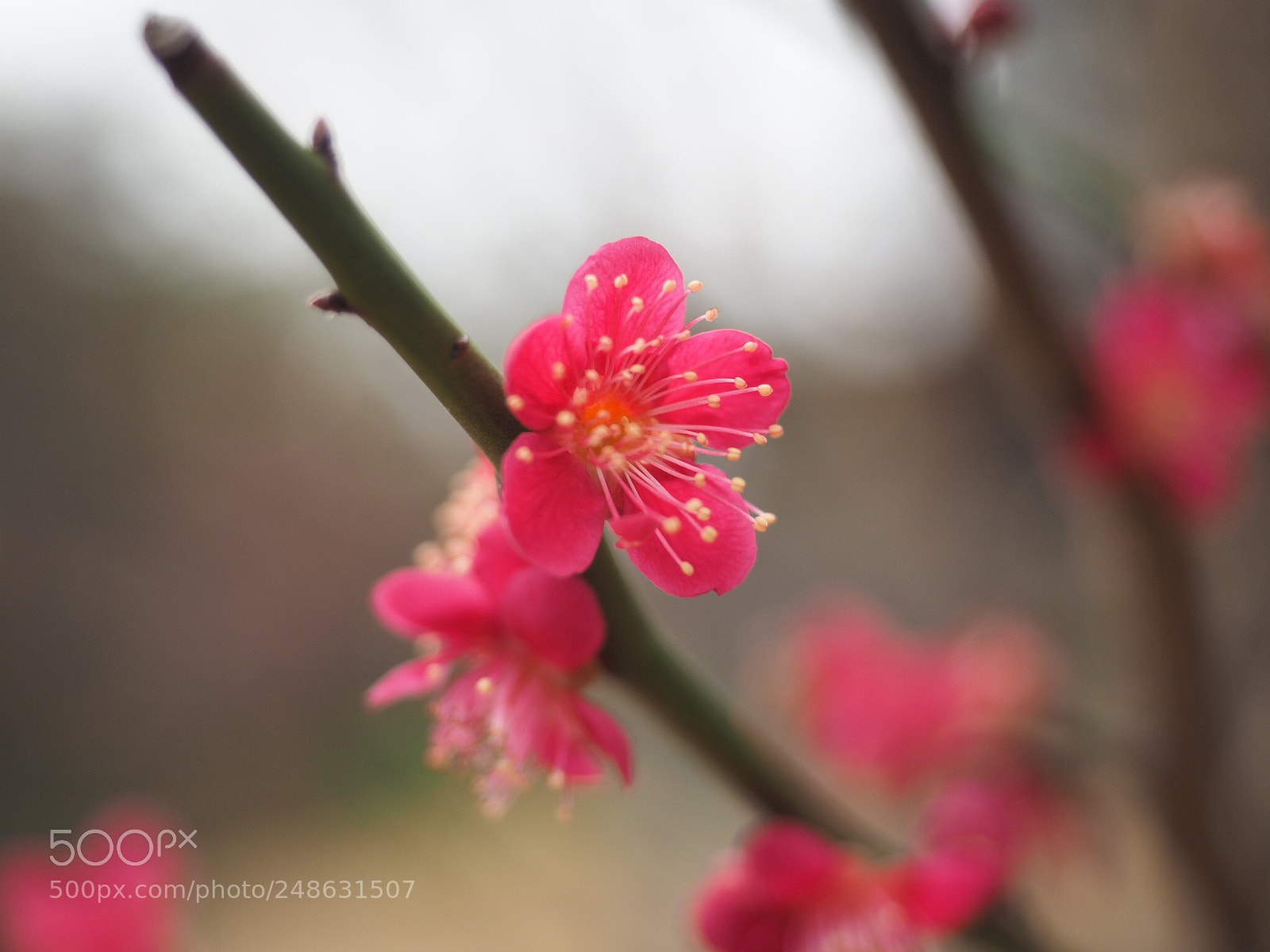Olympus OM-D E-M1 sample photo. Ume photography