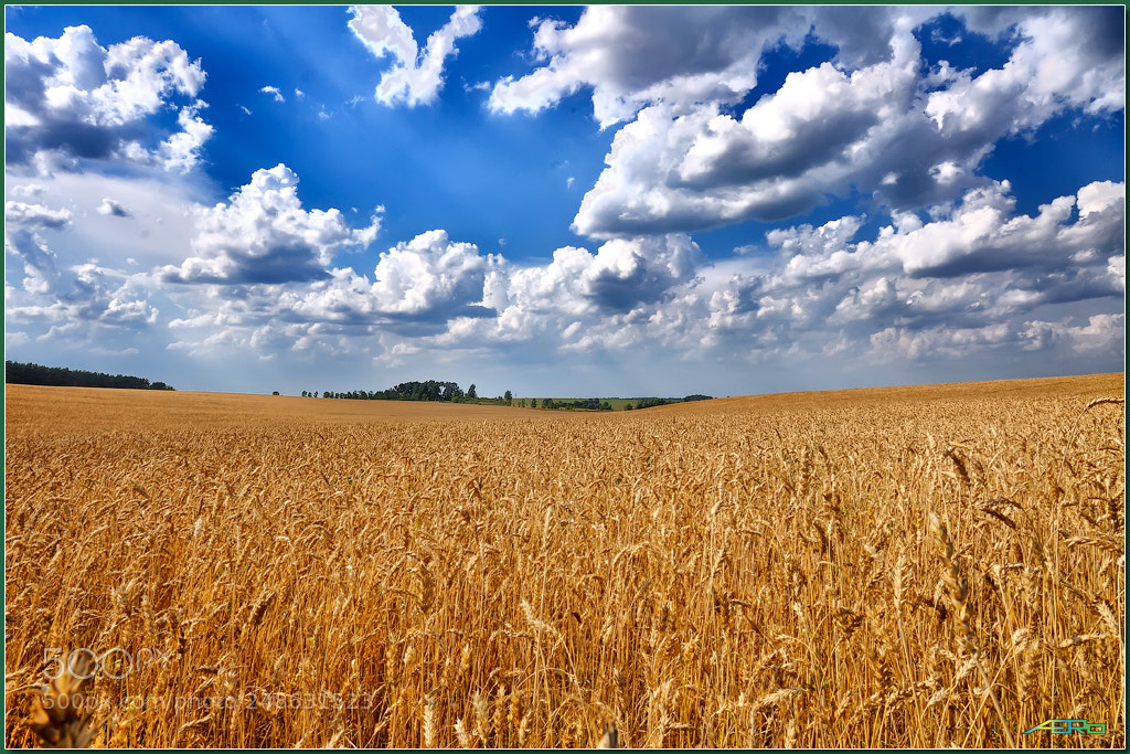 Nikon D90 sample photo. Bread (ХЛЕБ) photography