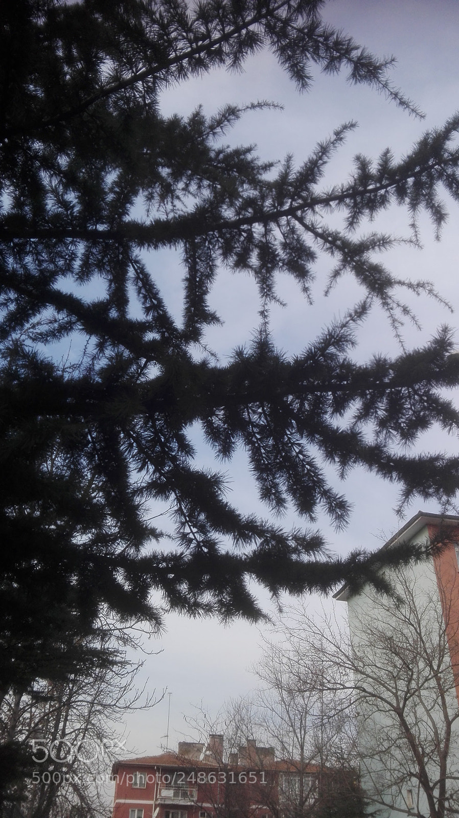 HUAWEI P8 Lite sample photo. Decorating the sky photography