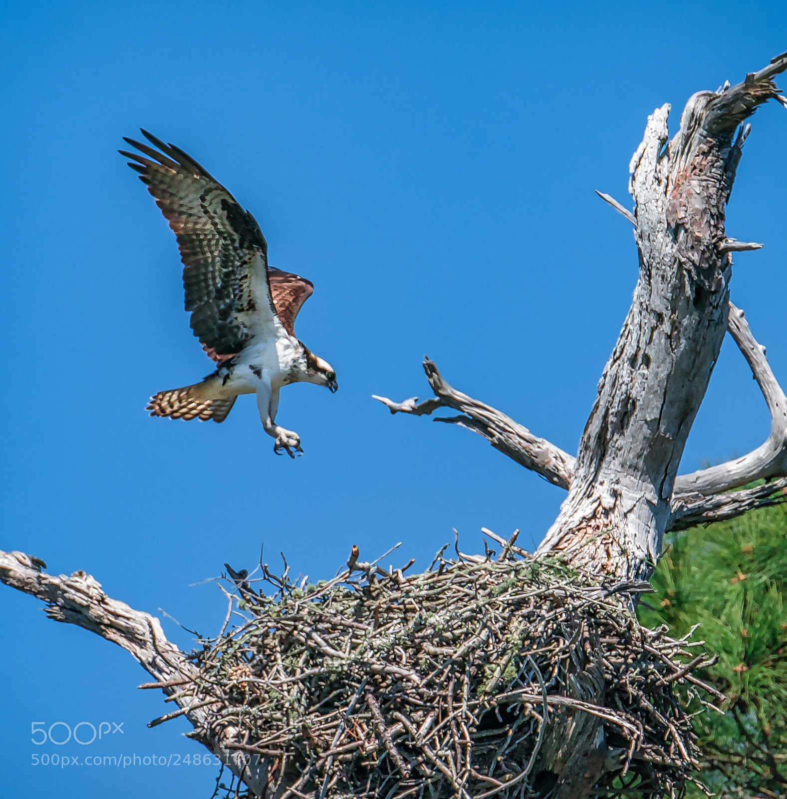 Sony a9 sample photo. Osprey landing photography