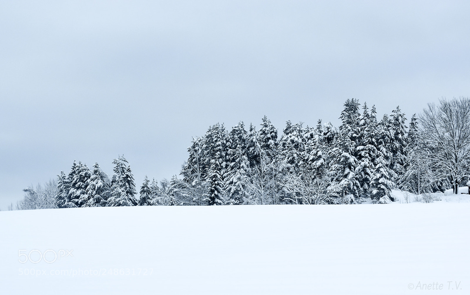 Nikon D5500 sample photo. Winter.. photography