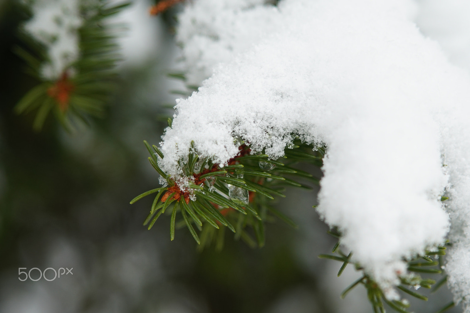 Sony a6300 sample photo. Snow pine photography