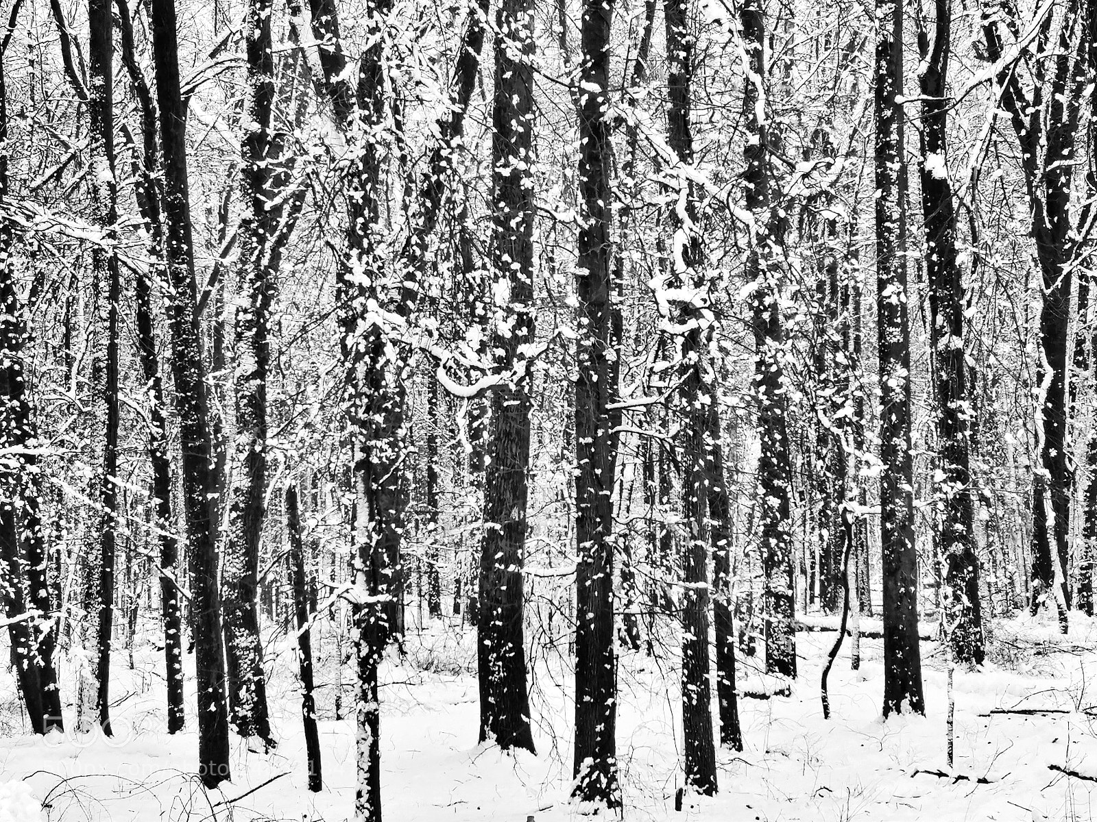 LG V20 sample photo. Nor'easter snow storm photography