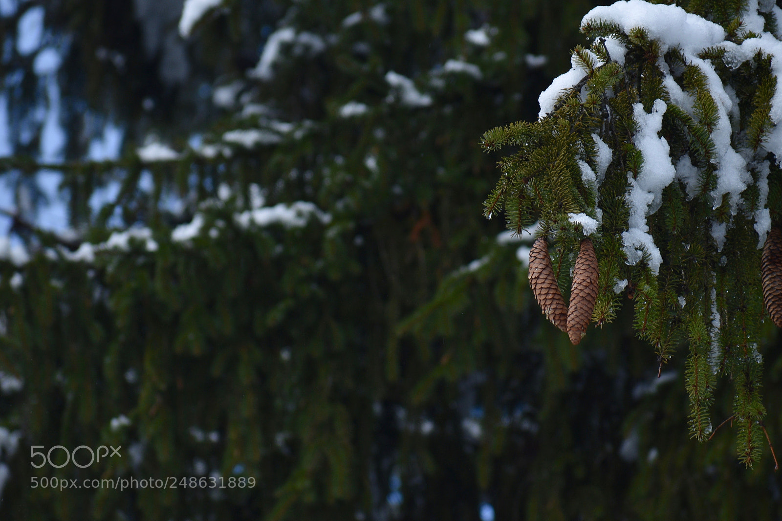 Nikon D3400 sample photo. At least elsa gave photography