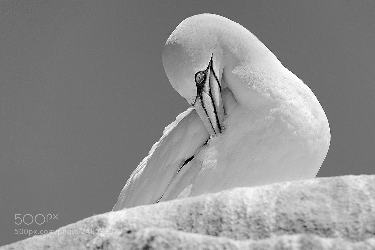 Nikon D3X sample photo. Northern gannet morus bassanus photography