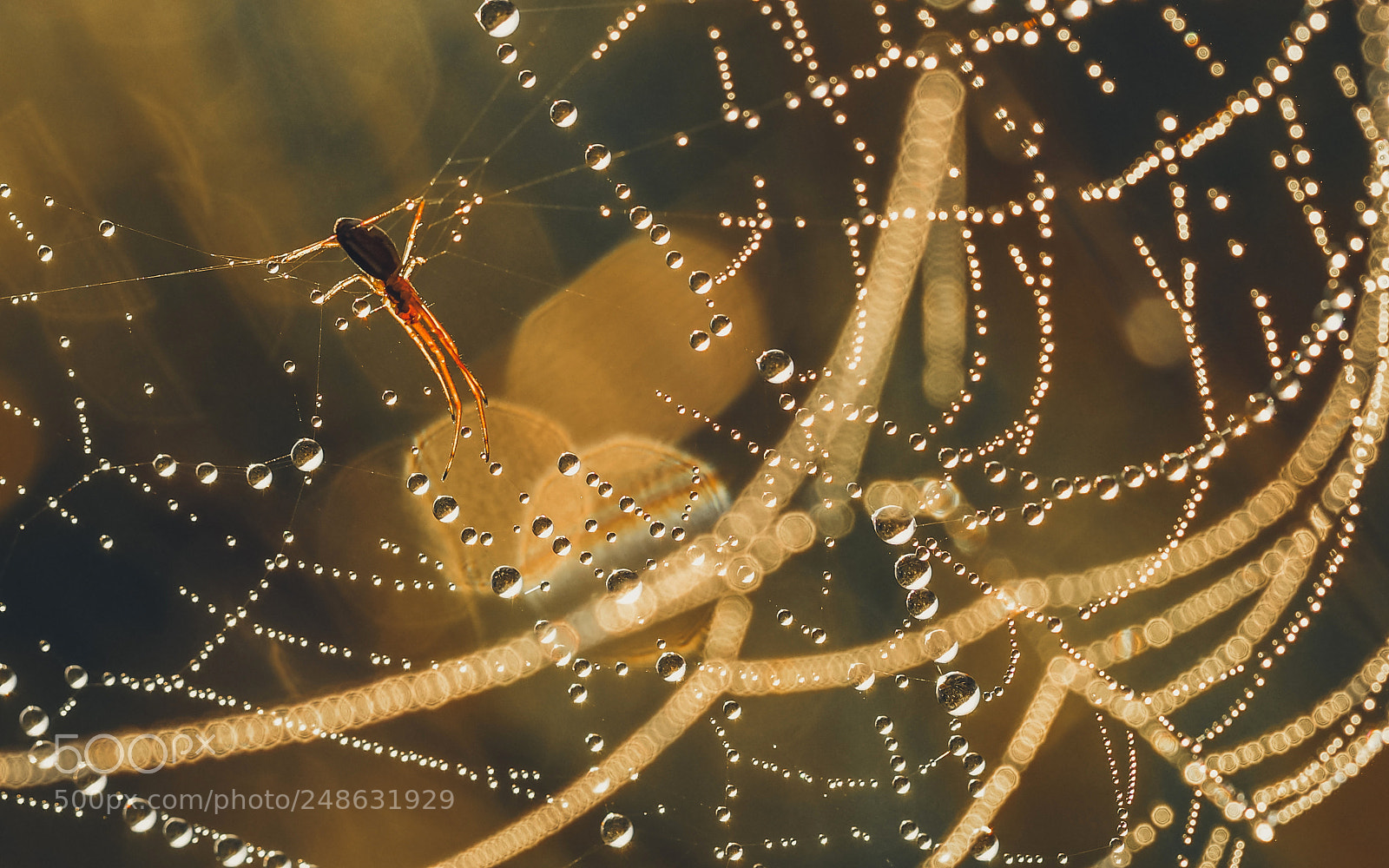 Olympus OM-D E-M1 sample photo. Weaving sparkles photography
