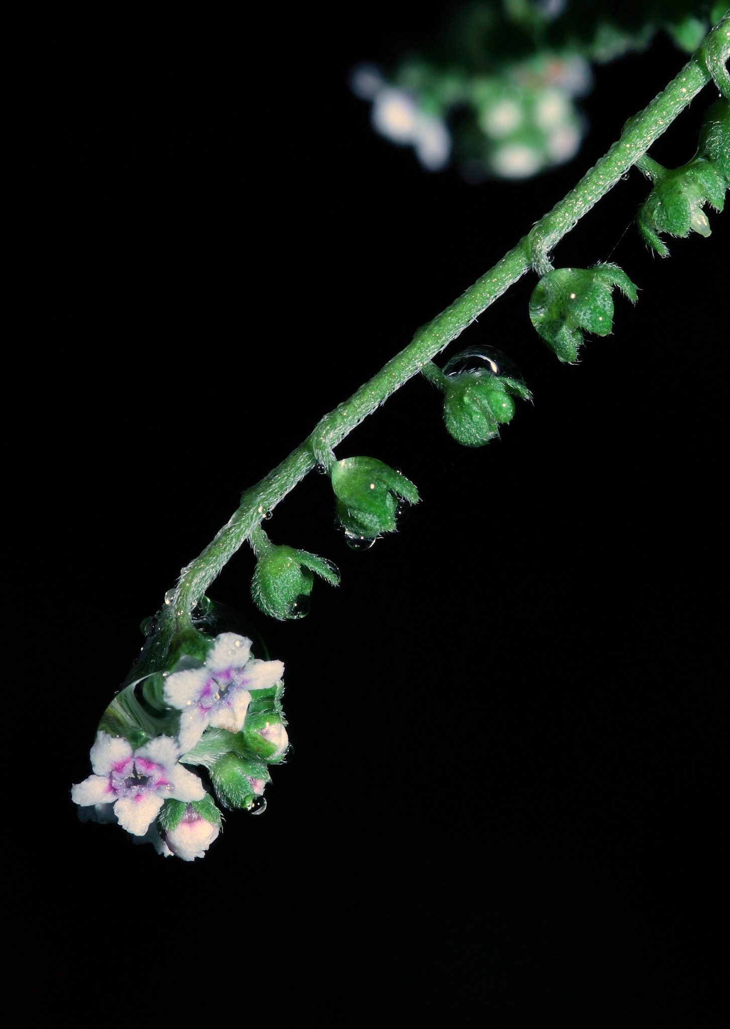 Canon 105mm sample photo