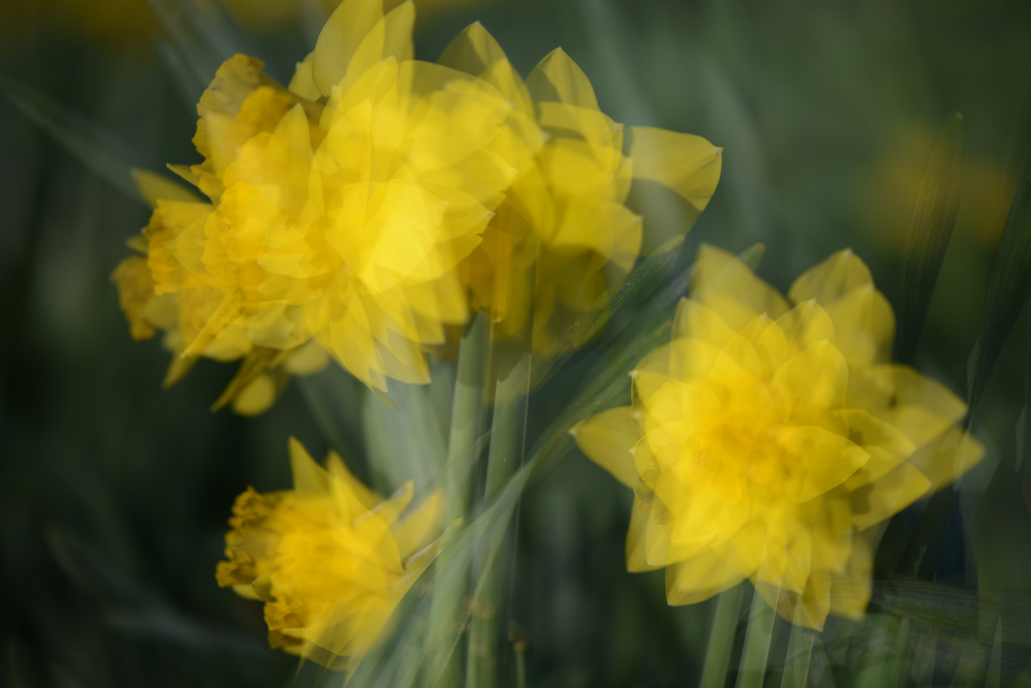 Nikon AF-S Micro-Nikkor 105mm F2.8G IF-ED VR sample photo. Spring has sprung in cornwall photography