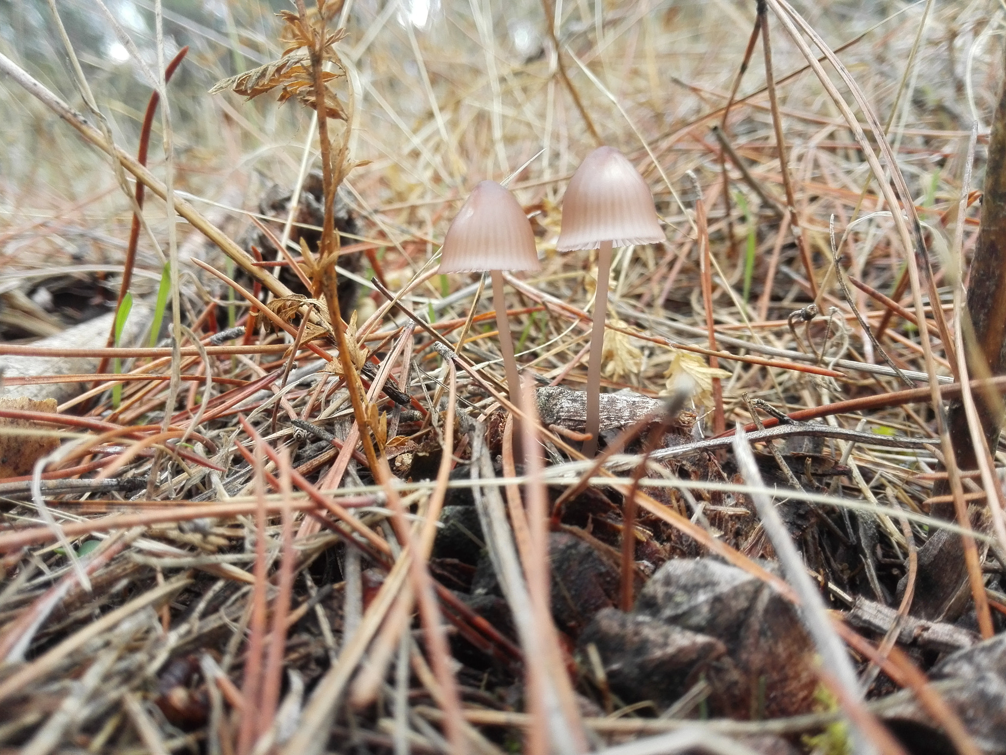 HUAWEI P7-L10 sample photo. Mushroom photography