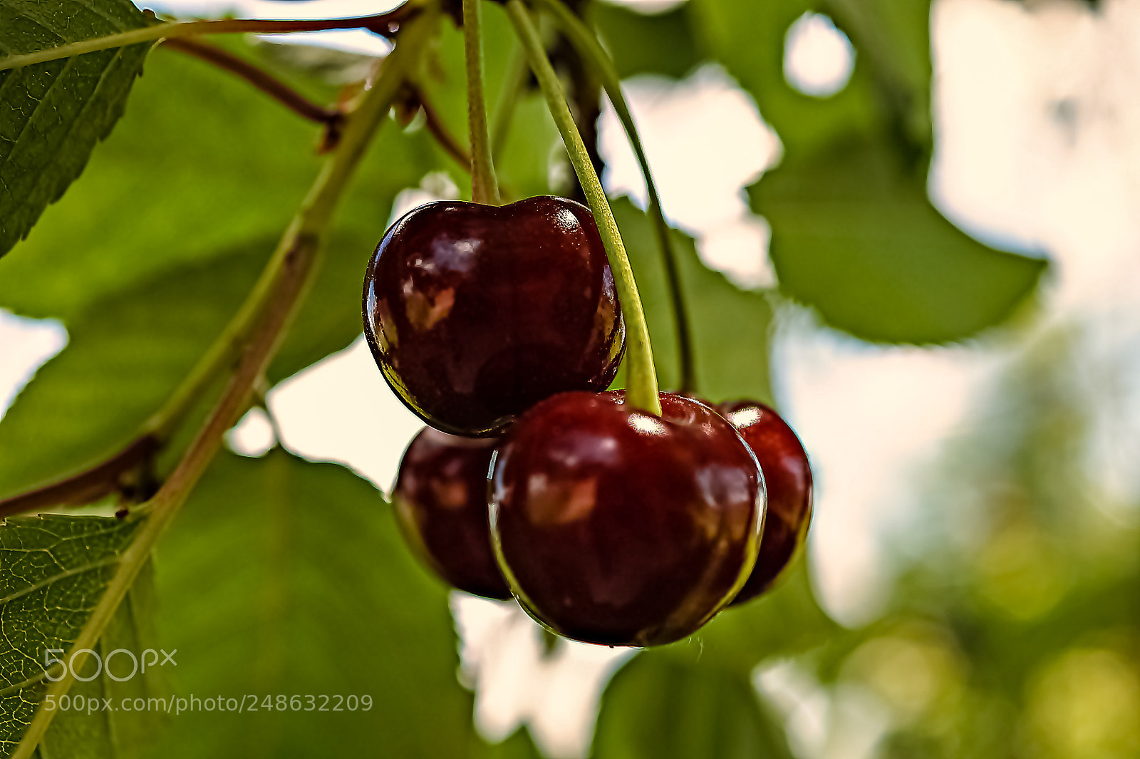 Sony SLT-A58 sample photo. *** amarena cherries *** photography