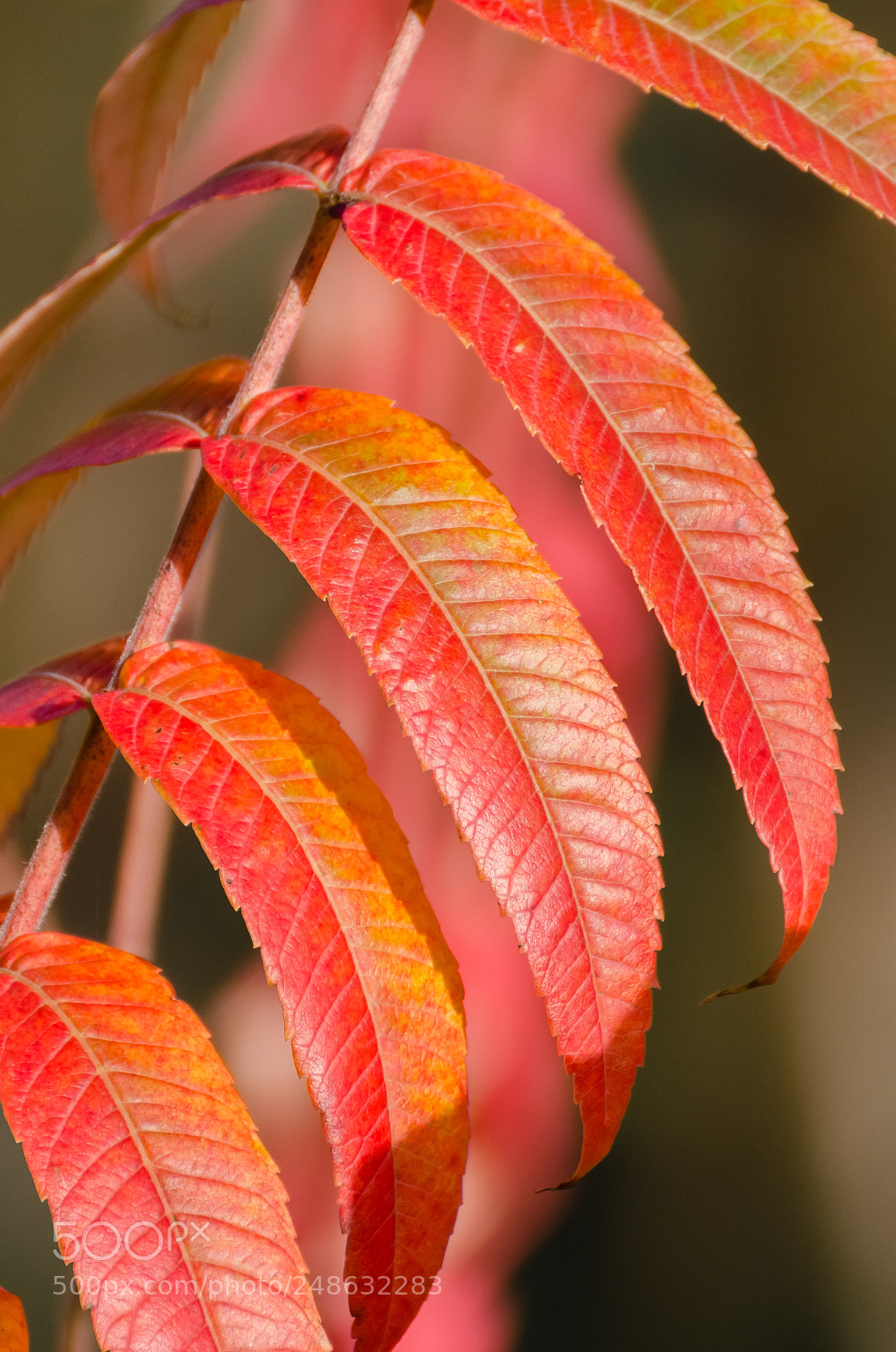 Nikon D5100 sample photo. Sumac de virginie photography
