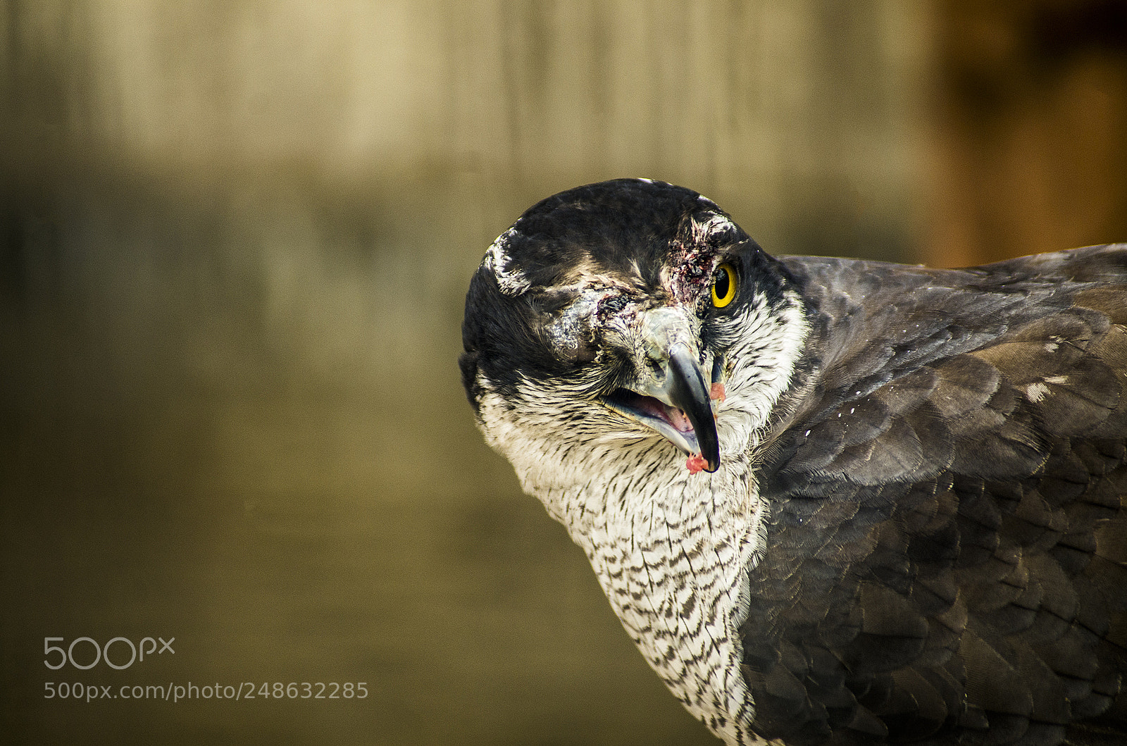 Pentax K-5 sample photo. One eye hawk photography