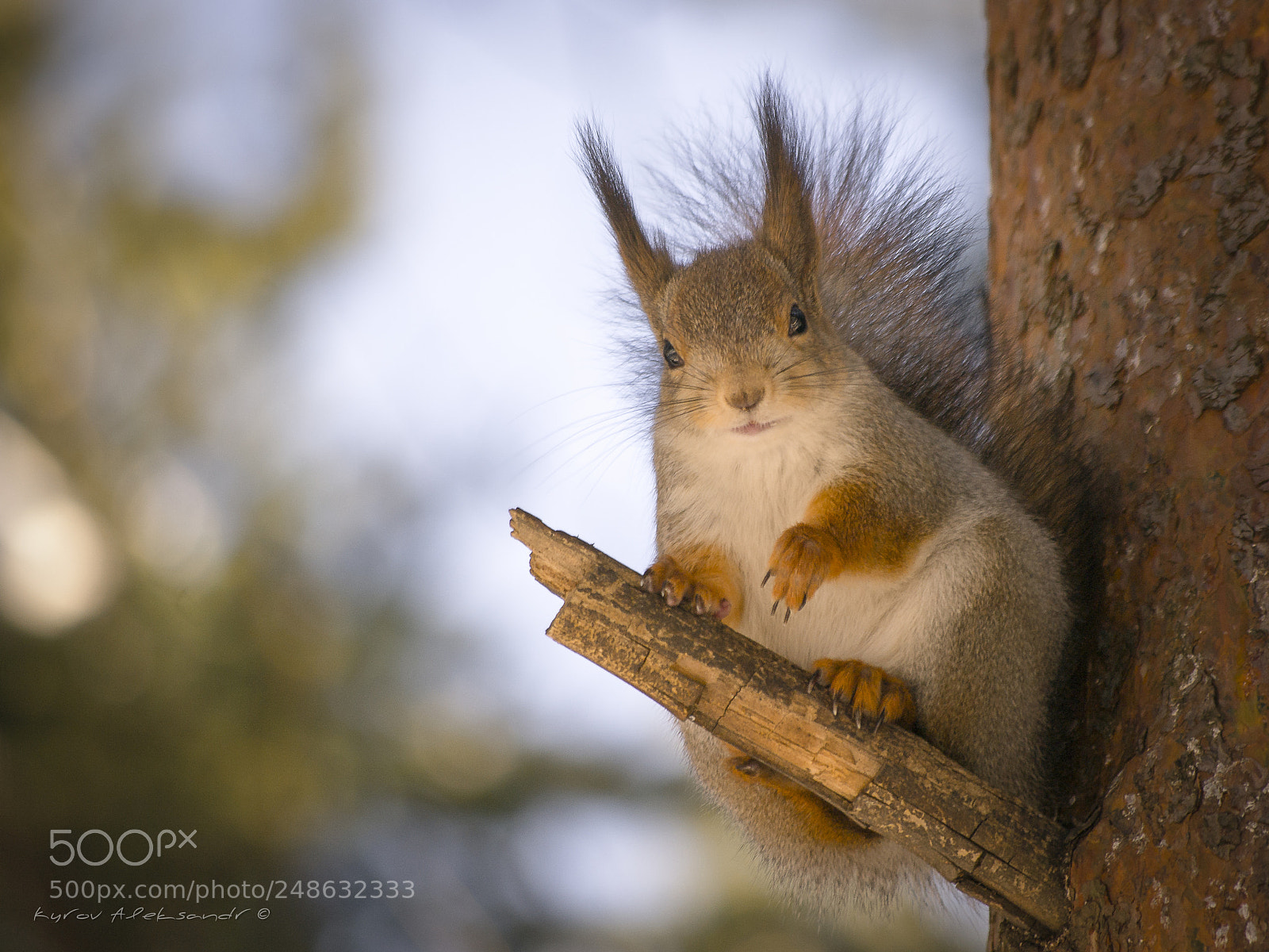 Pentax K20D sample photo. Funny animal photography