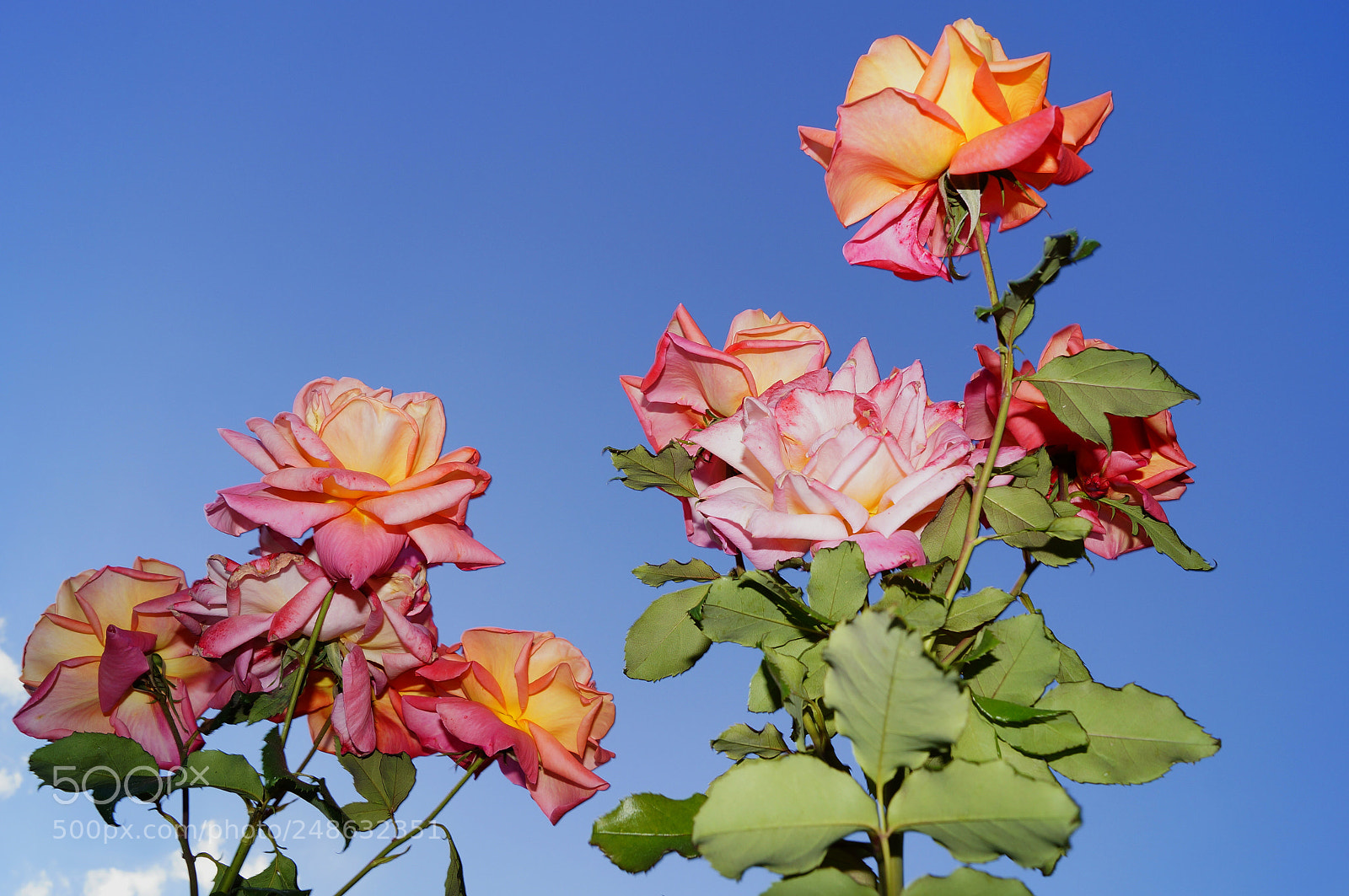 Sony SLT-A57 sample photo. Perfect roses and blue photography