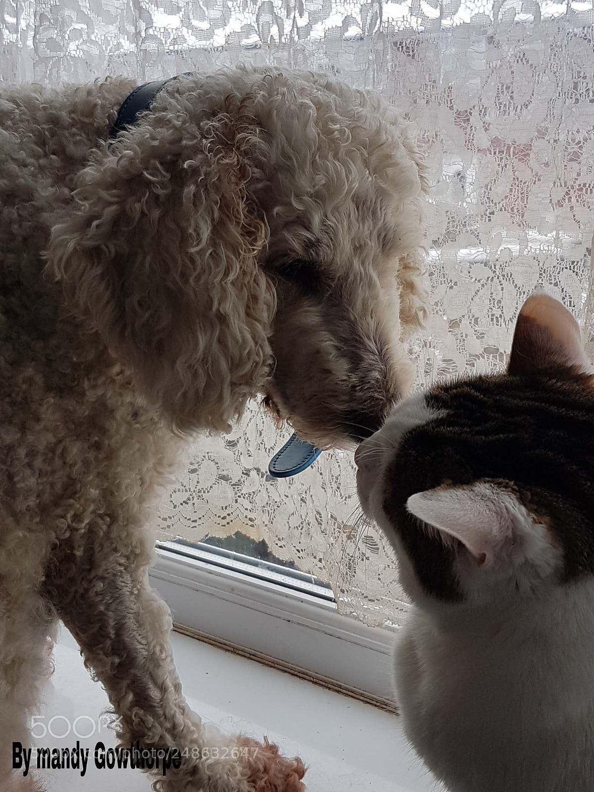 Samsung Galaxy S7 Edge sample photo. My cat and dog photography